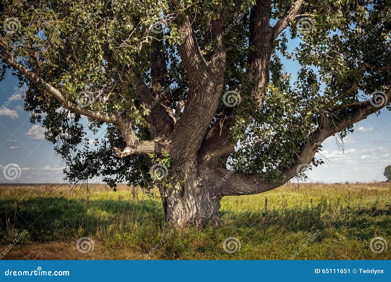 Centenary Poplar Stock Photos Free & RoyaltyFree Stock Photos from