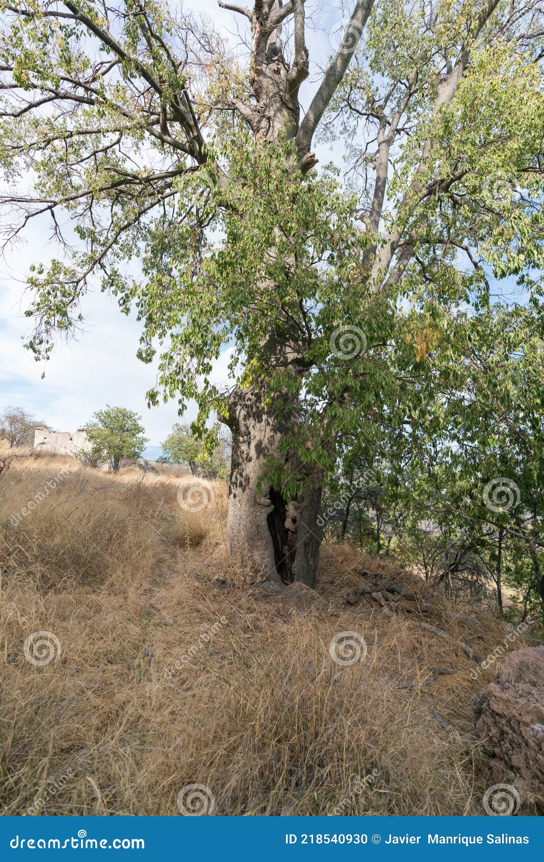 Centenary Tree on the Mountain in Southern Spain Stock Photo Image of