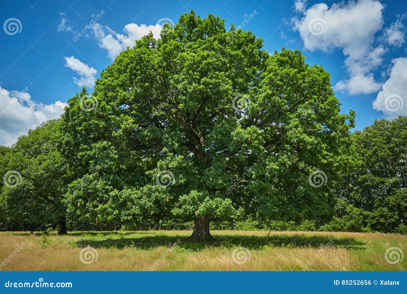 Centennial oak tree stock photo. Image of rural, landscape - 85252656