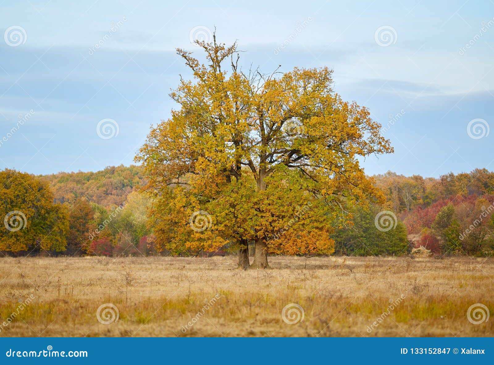 Centennial oak tree stock image. Image of bright, outside - 133152847