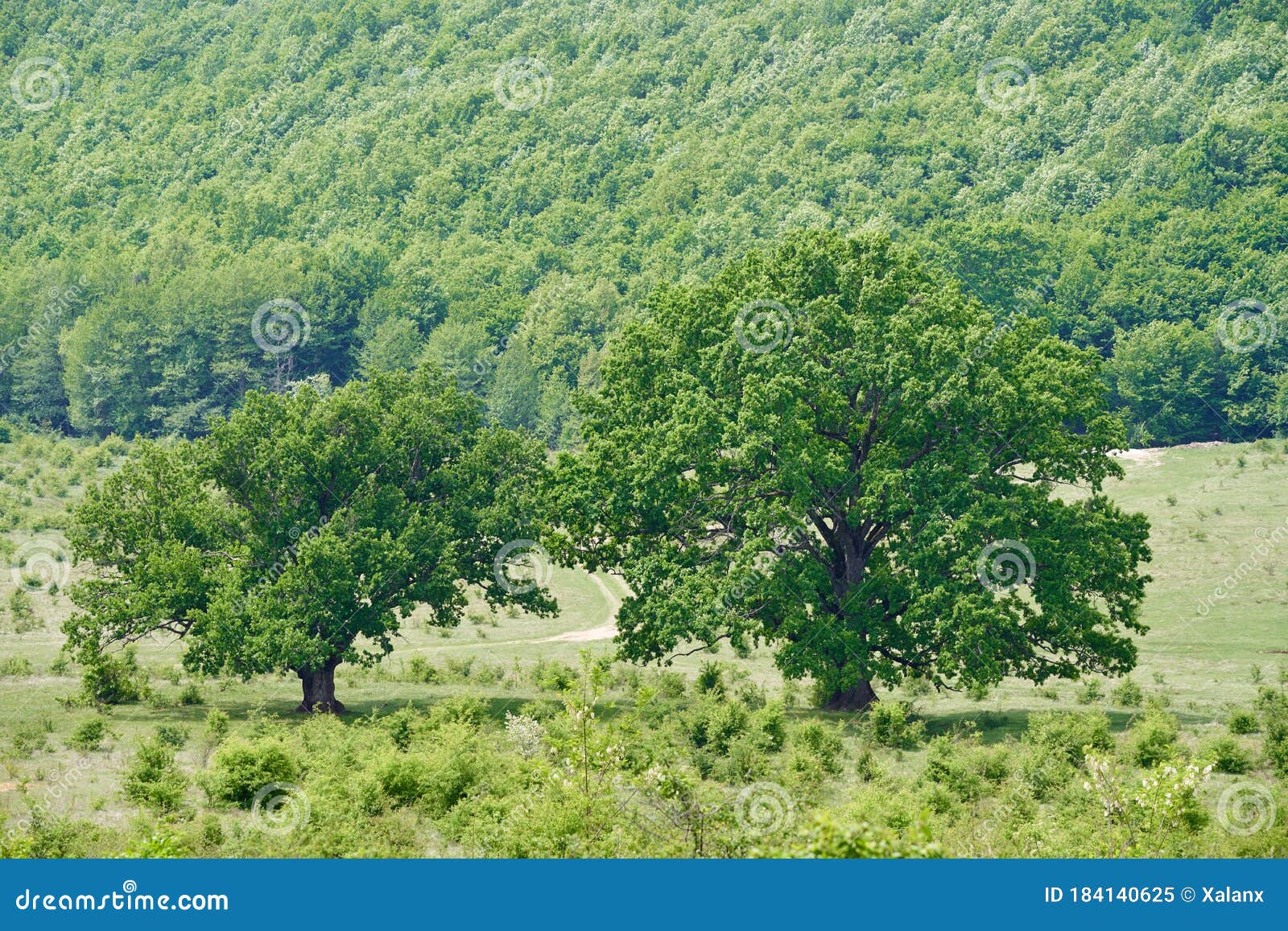 Centennial oak trees stock image. Image of plain, view - 184140625