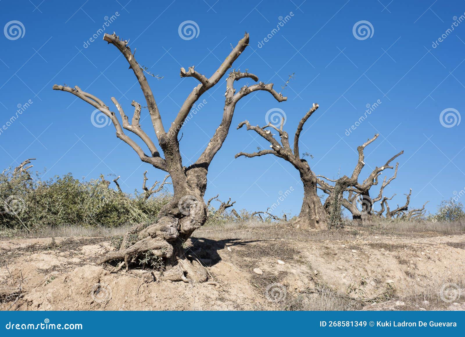 centennial olive trees pruned in winter