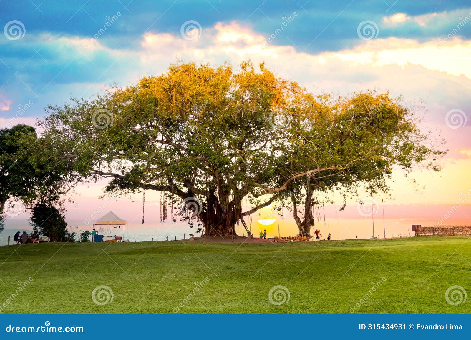centennial tree located in the historic center of the old town of porto seguro, in the state of bahia, brazil