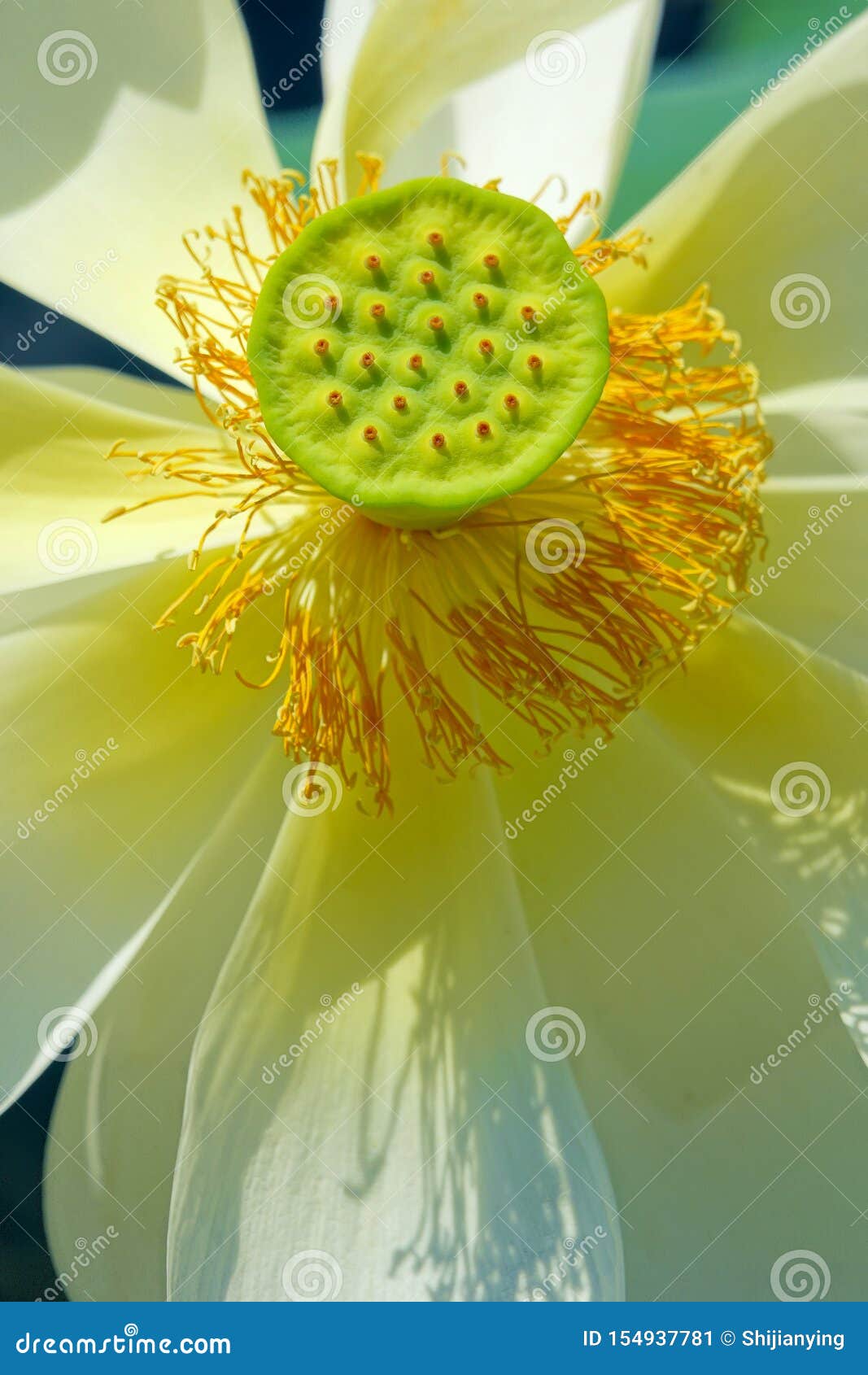 Center of lotus flower stock image. Image of white, stamen 154937781