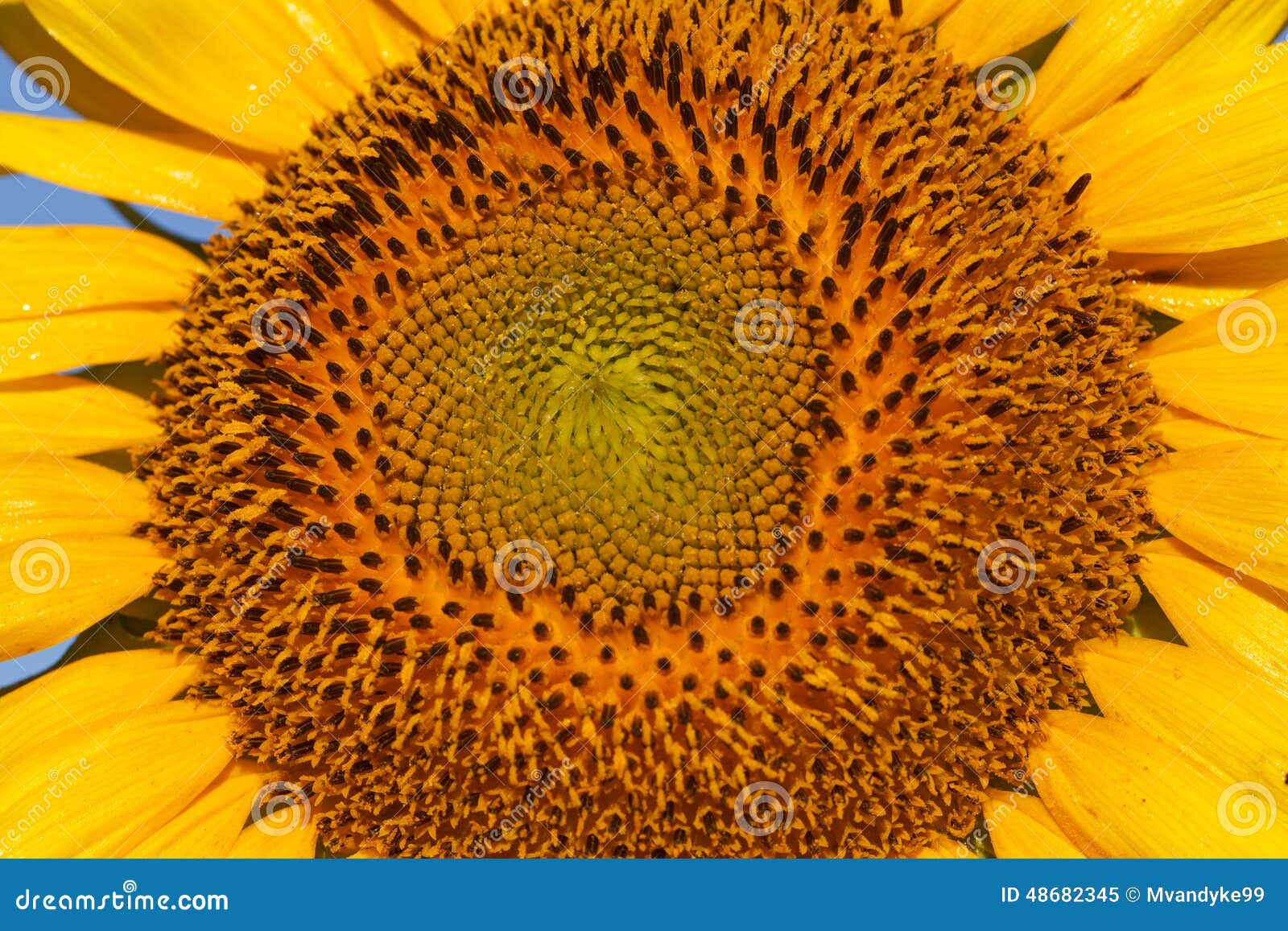 Center of Sunflower Close Up Stock Image Image of spiral, summer