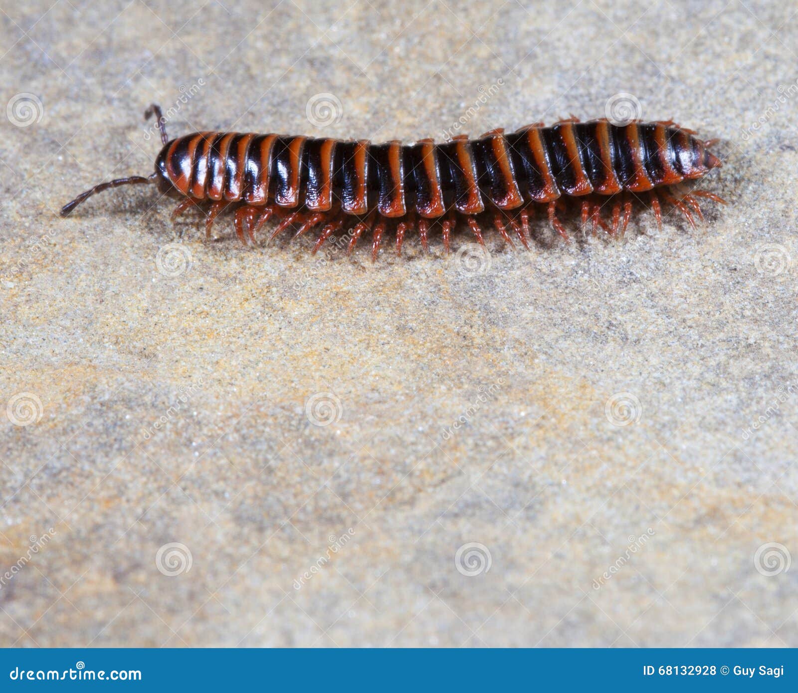 Centipede Stock Photo Image Of Ears Black White Grey 68132928
