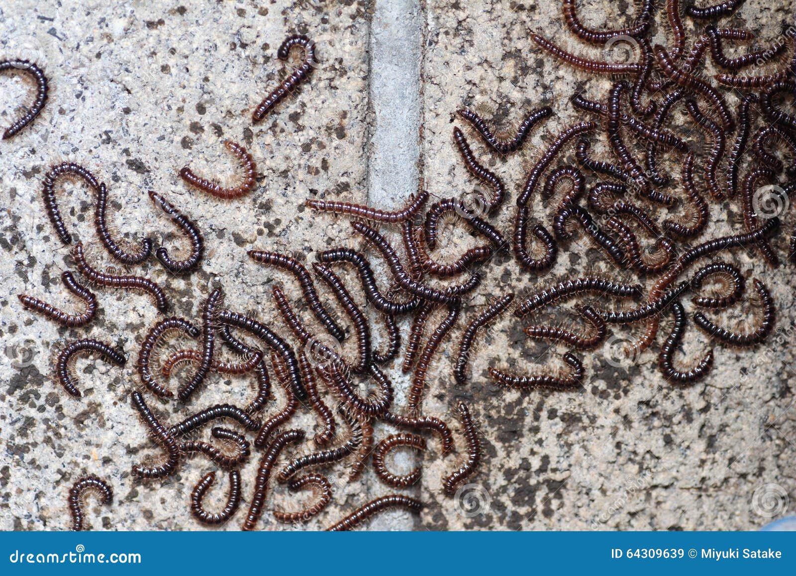 Centipede on the Concrete Wall Stock Image Image of myriapod, insect
