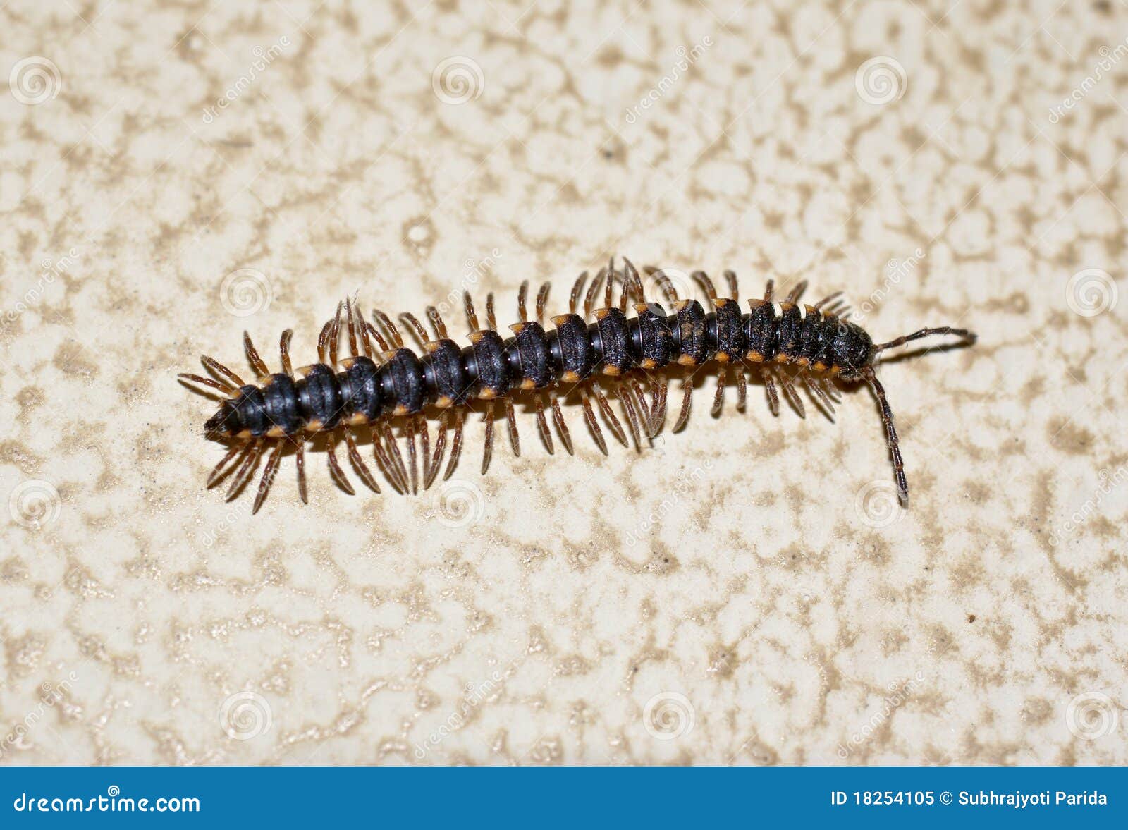 A Centipede Crawling On Wall Royalty Free Stock Photo Image 18254105