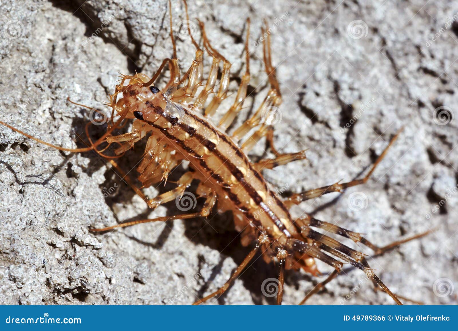 Centipede stock photo. Image of crawling, bizarre, centipede 49789366