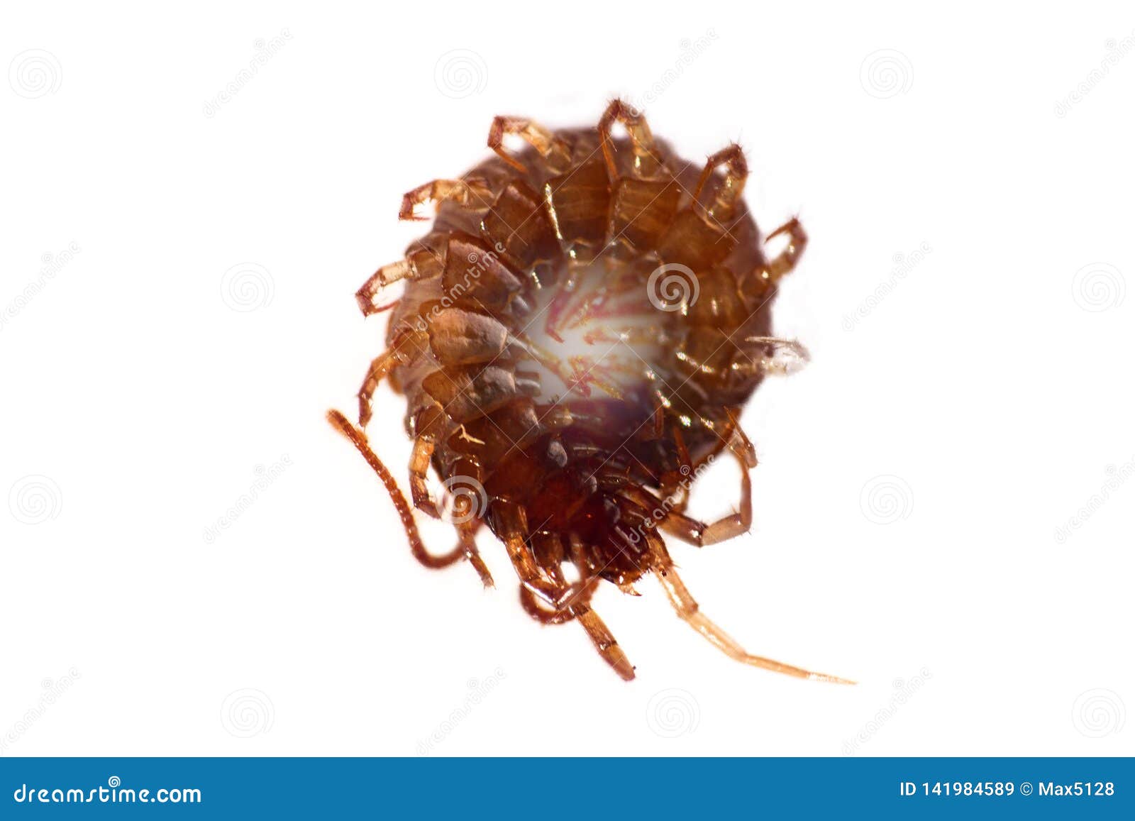 centipede (scolopendra) was curled up in a ring on the back