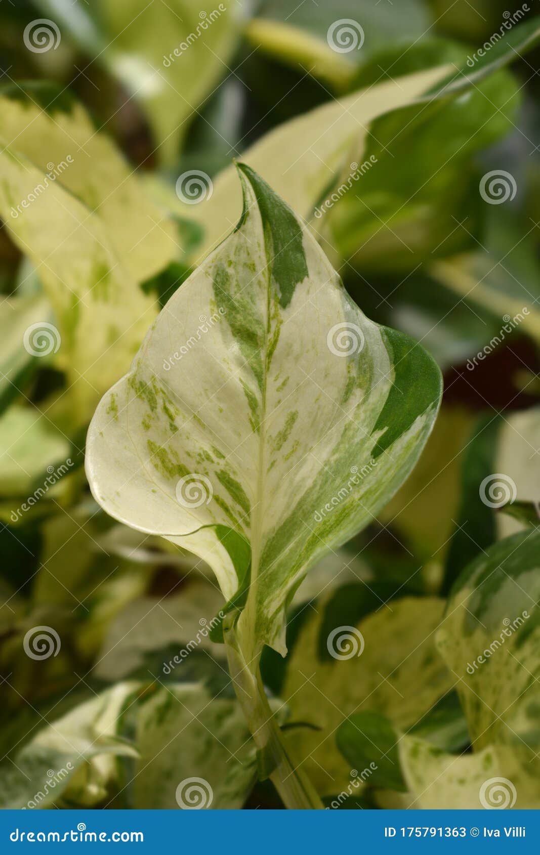 Leaf Happy