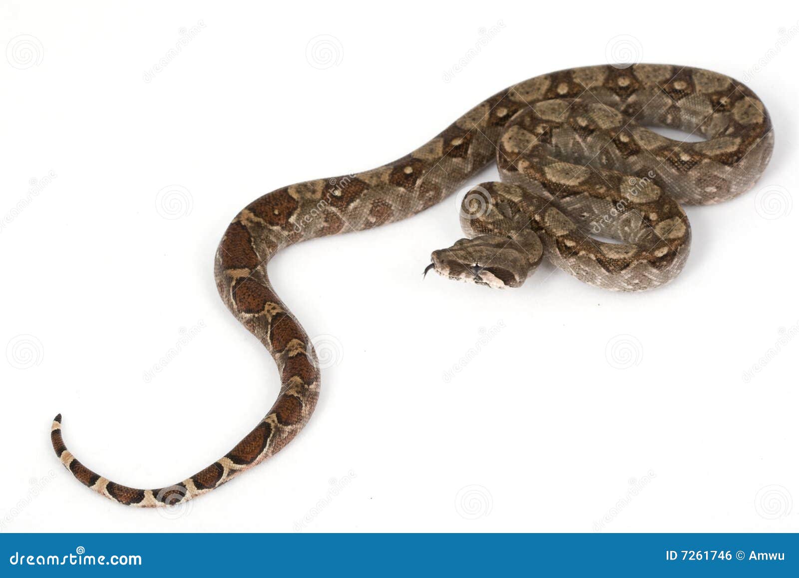 Central American Boa stock photo. Image of nature, constrictor 7261746