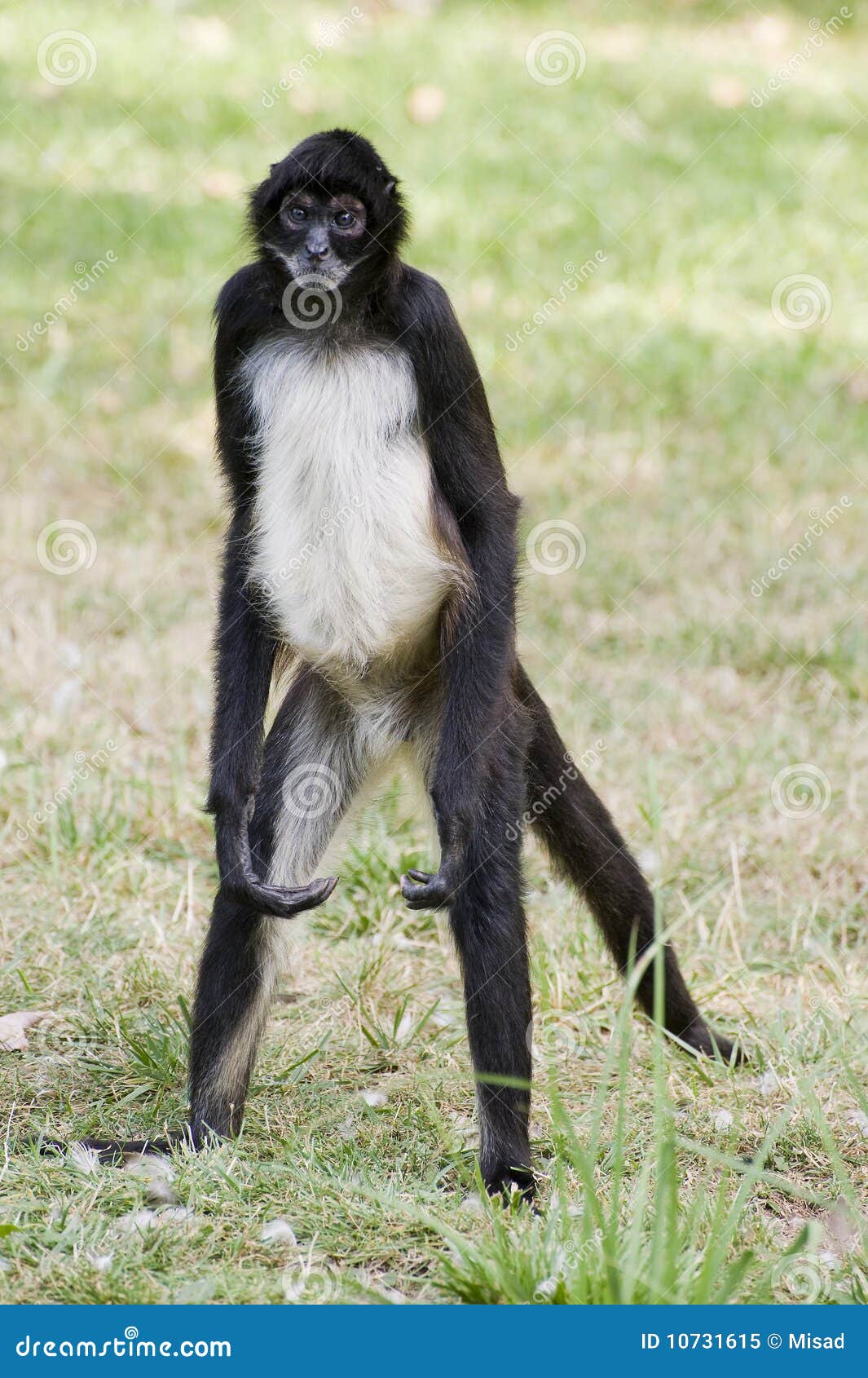 Central American Spider Monkey Royalty Free Stock Photo - Image: 10731615