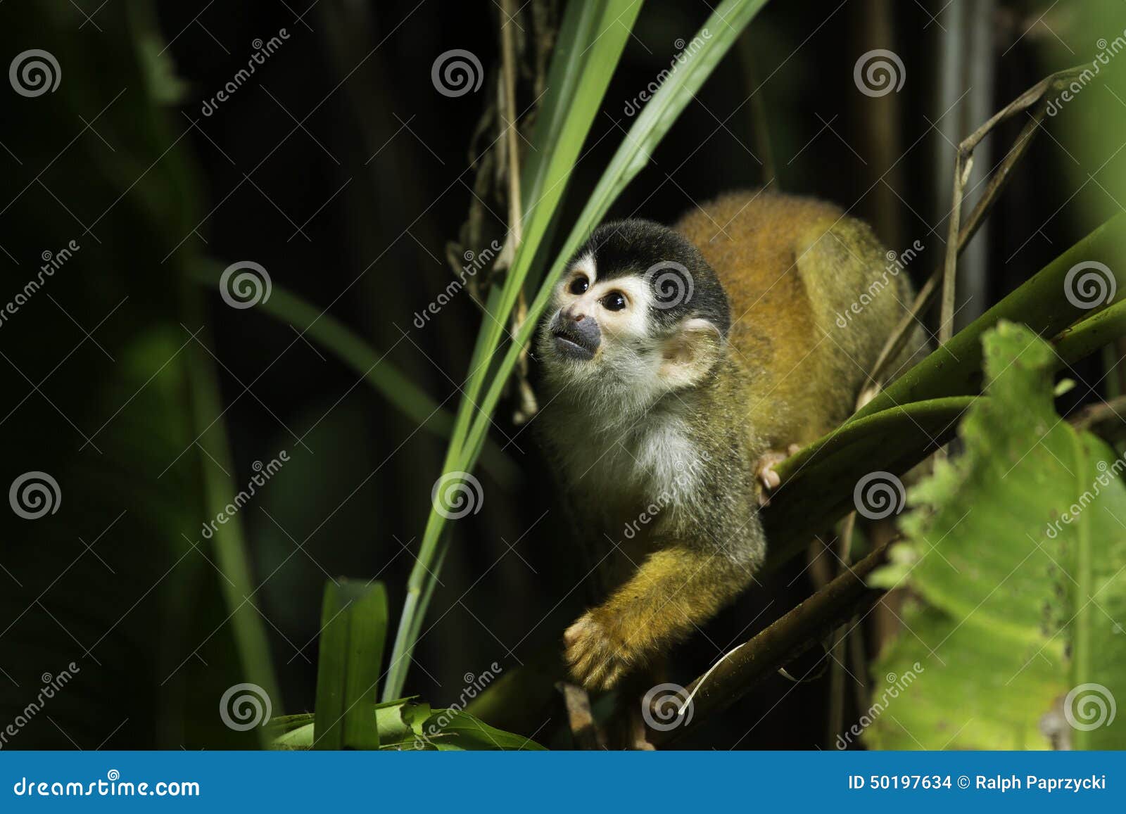 central american squirrel monkey (saimiri oerstedii)