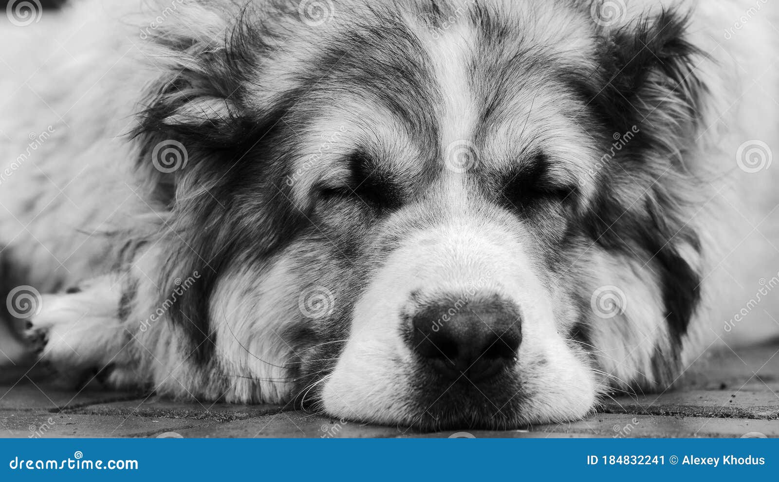 Download Central Asian Shepherd Dog Alabai Portrait Close Up Black And White Color Stock Image - Image of ...