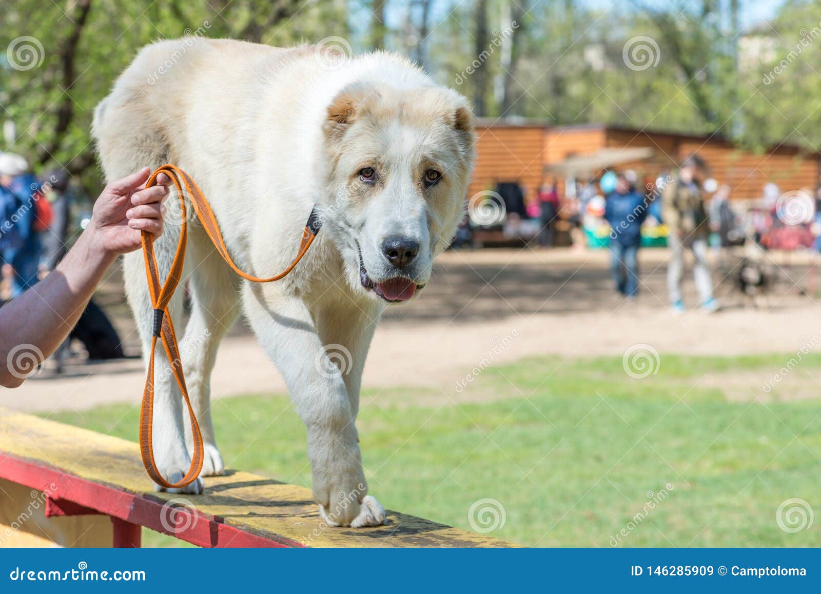 central asian shepherd training