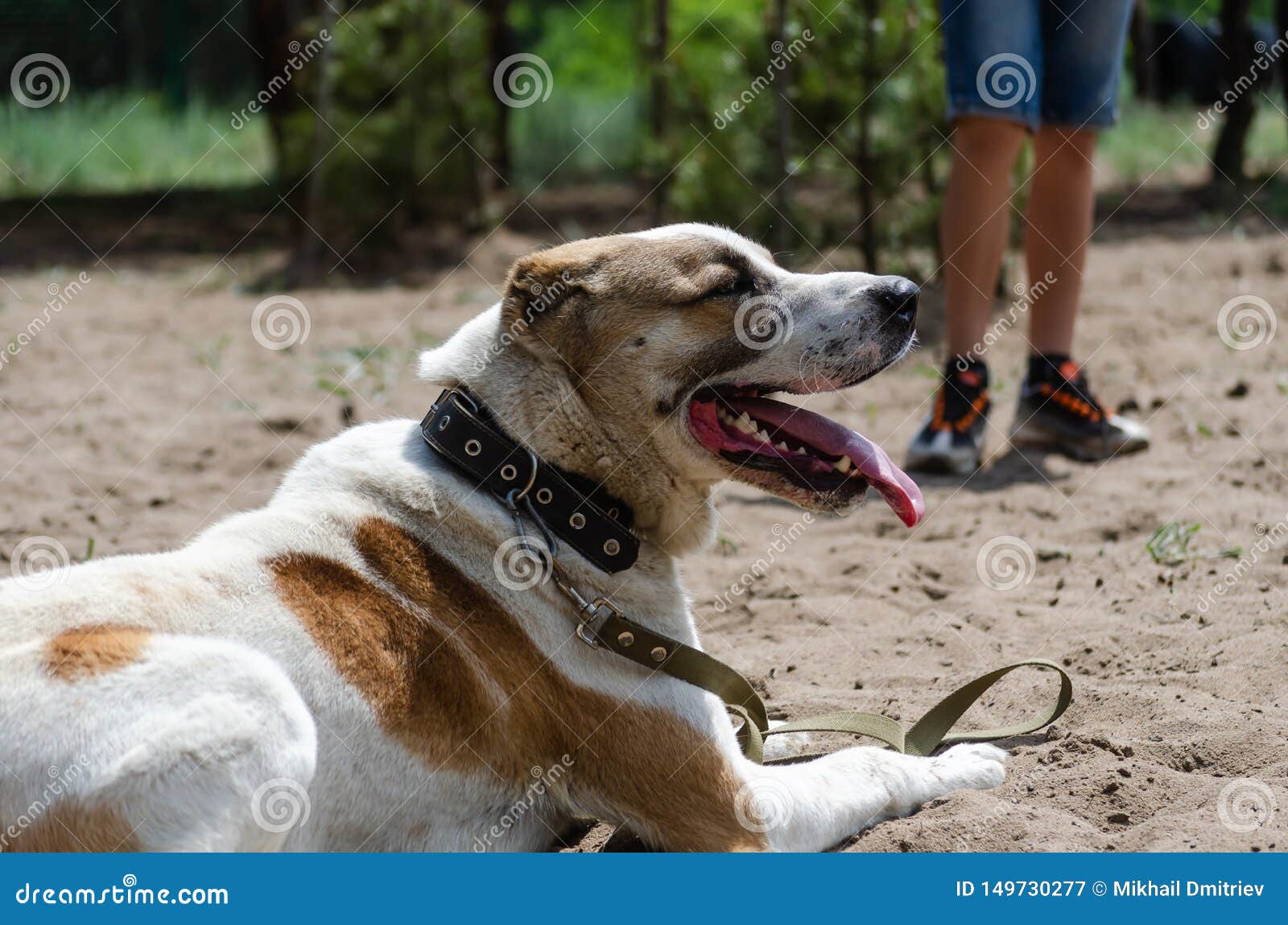 central asian shepherd training