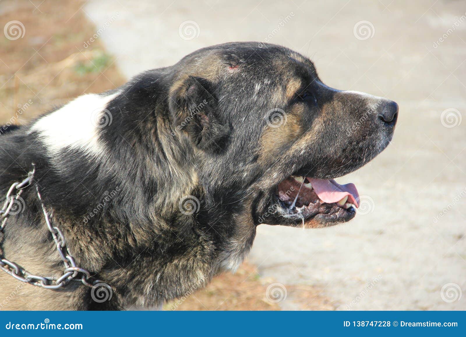 Download Central Asian Shepherd Dog Gray-white Color Stock Photo - Image of color, view: 138747228