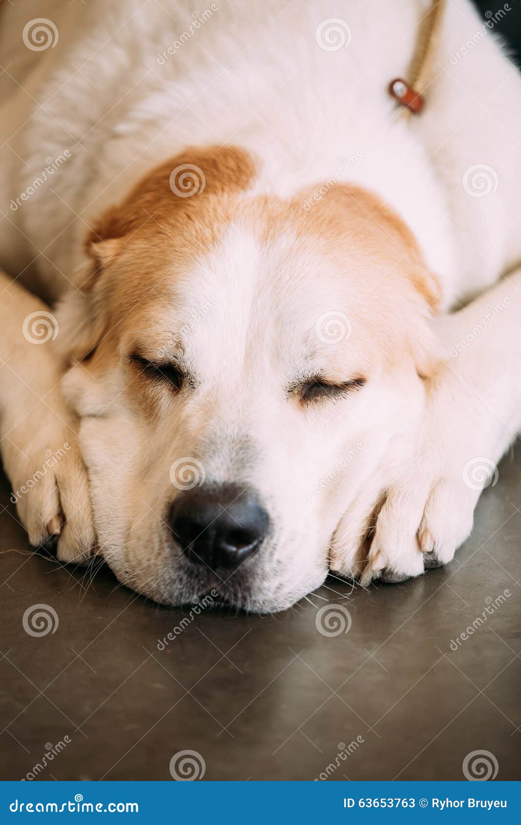 central asian shepherd dog. molossoid type dog