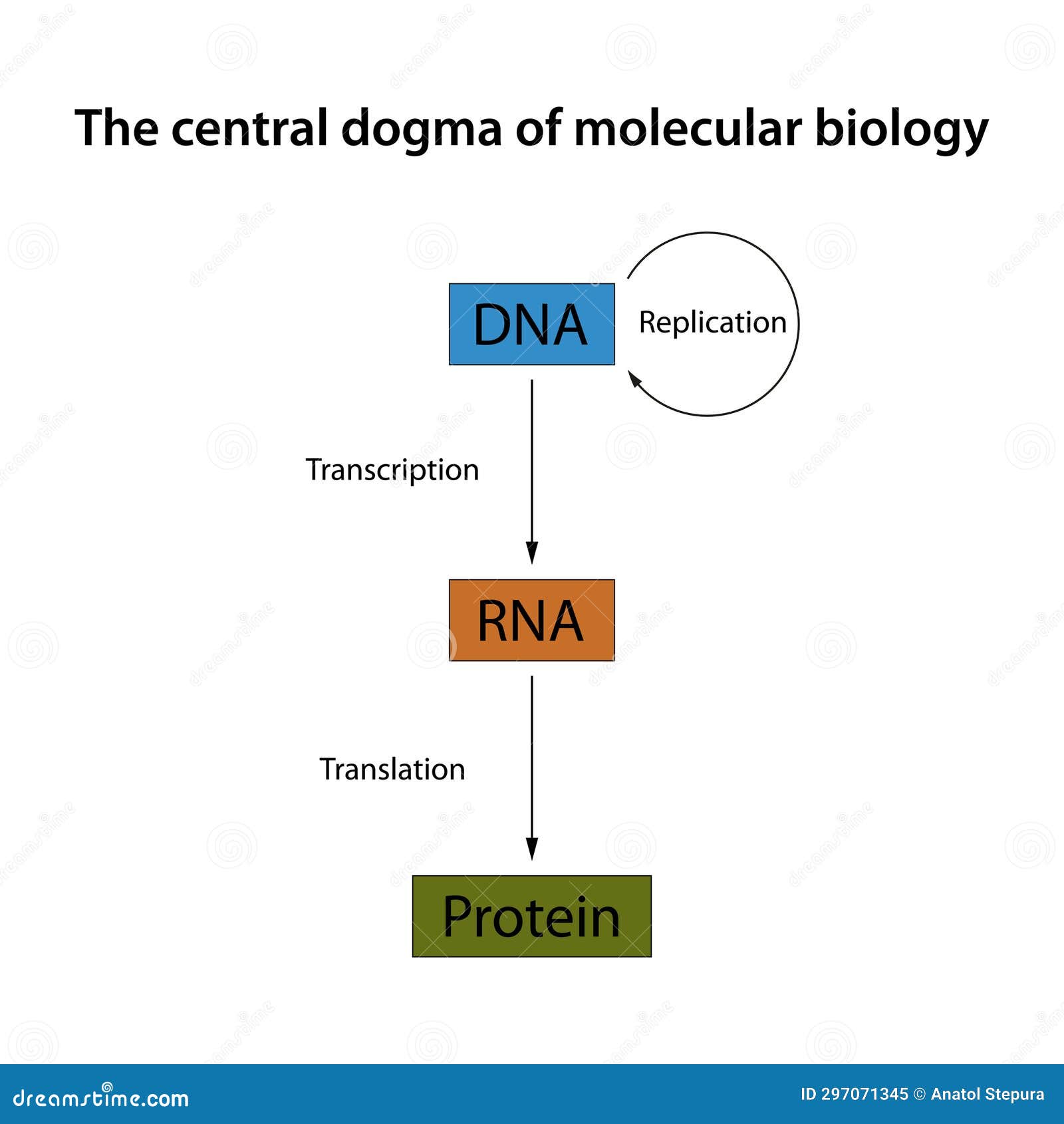 Translation Biological Protein Synthesis Cartoon Vector CartoonDealer translation-biological-protein-synthesis-cartoon-vector-cartoondealer