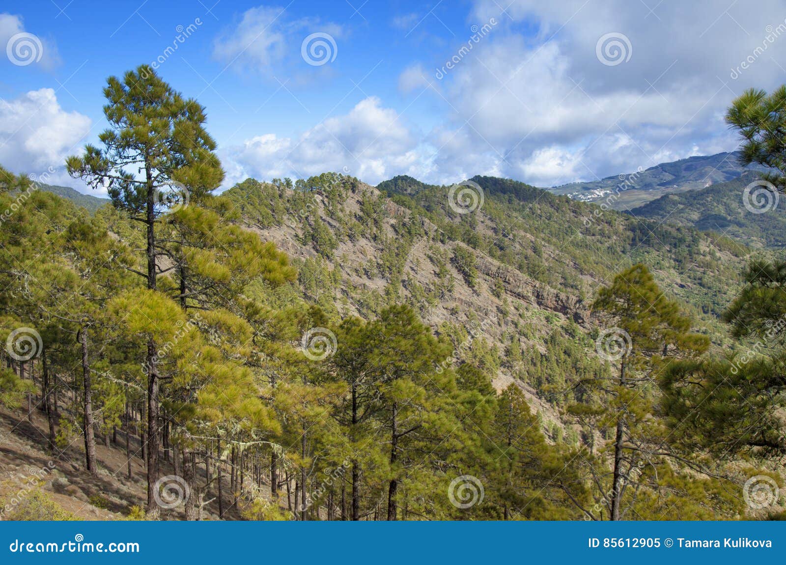 central gran canaria