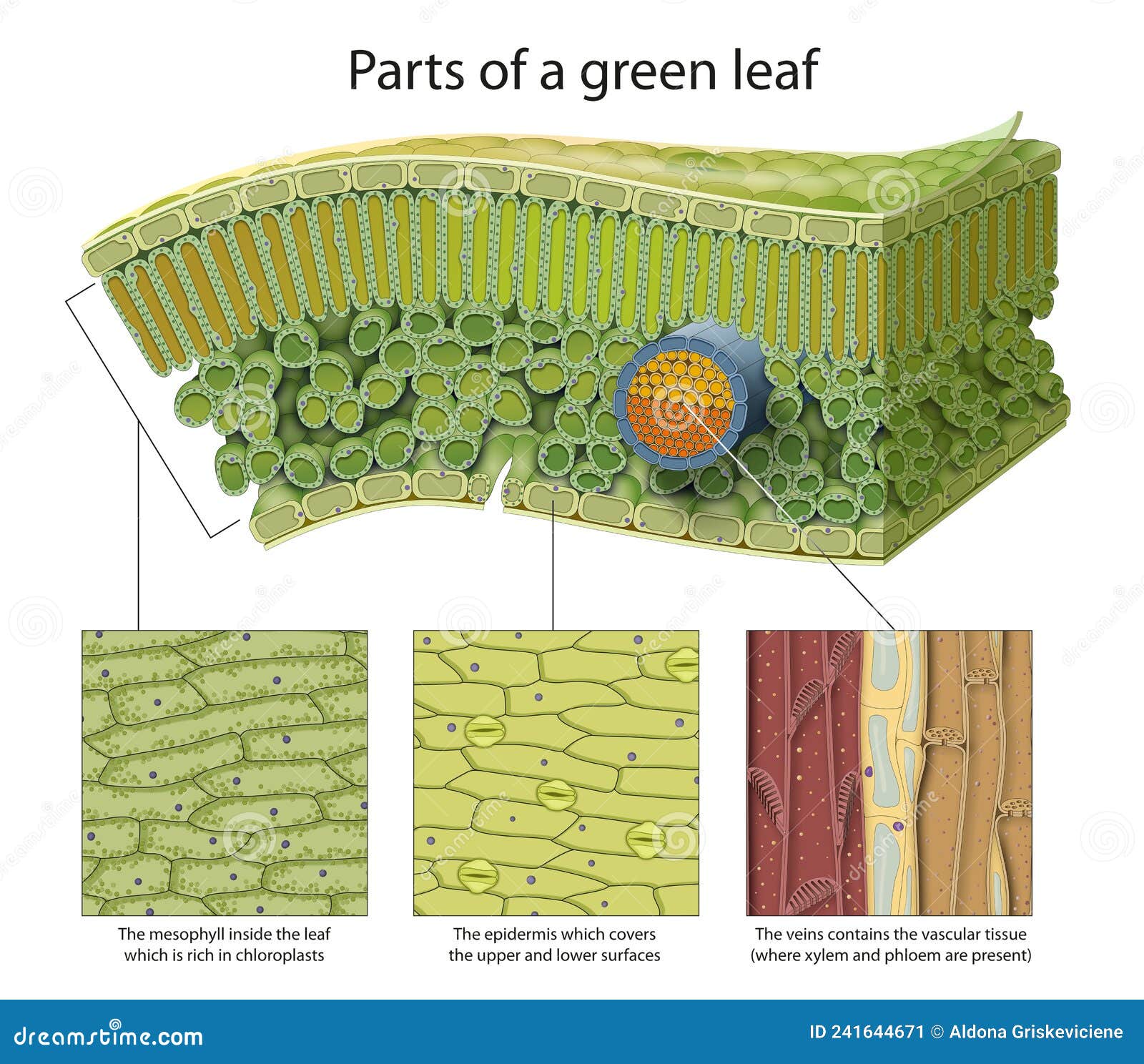 cellular structure of leaf. internal leaf structure a leaf is made of many layers that are sandwiched between two layers of tough