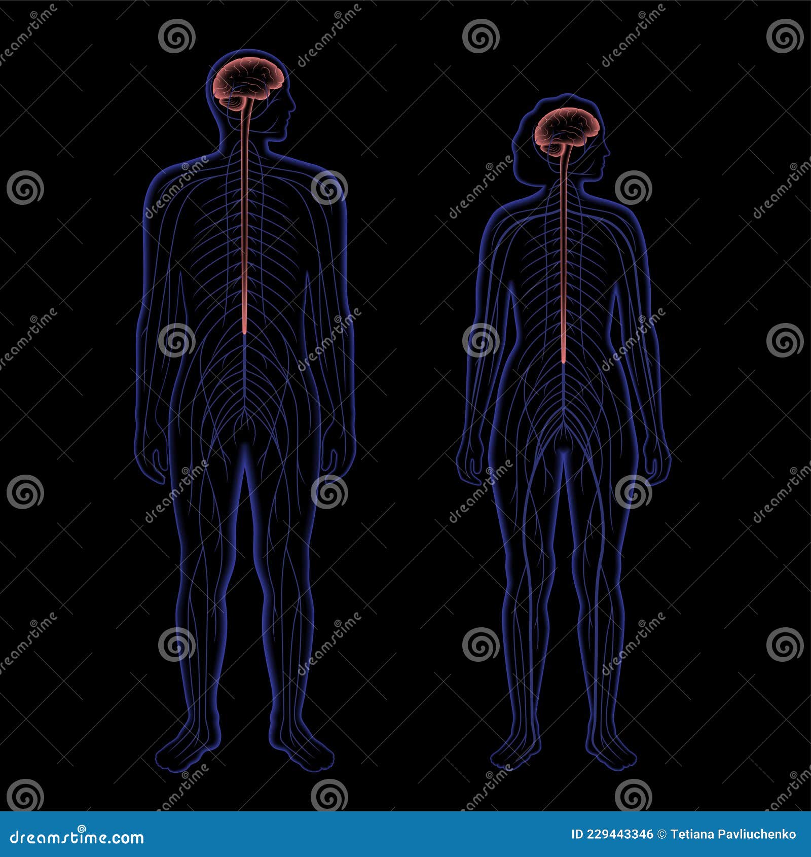 central nervous system