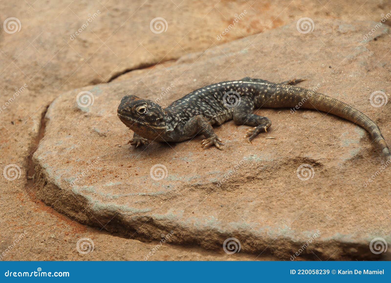 the central netted dragon is a medium-sized terrestrial lizard