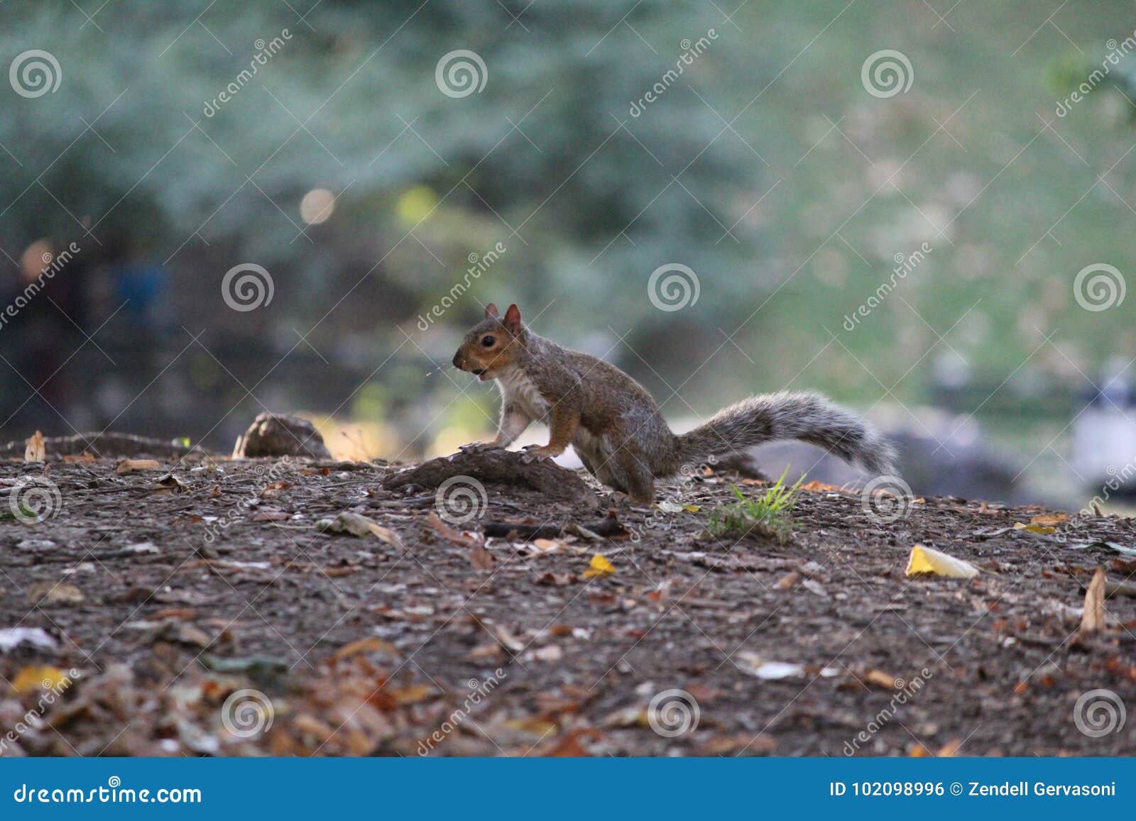 Central Park chipmunk stock photo. Image of chipmunk 102098996