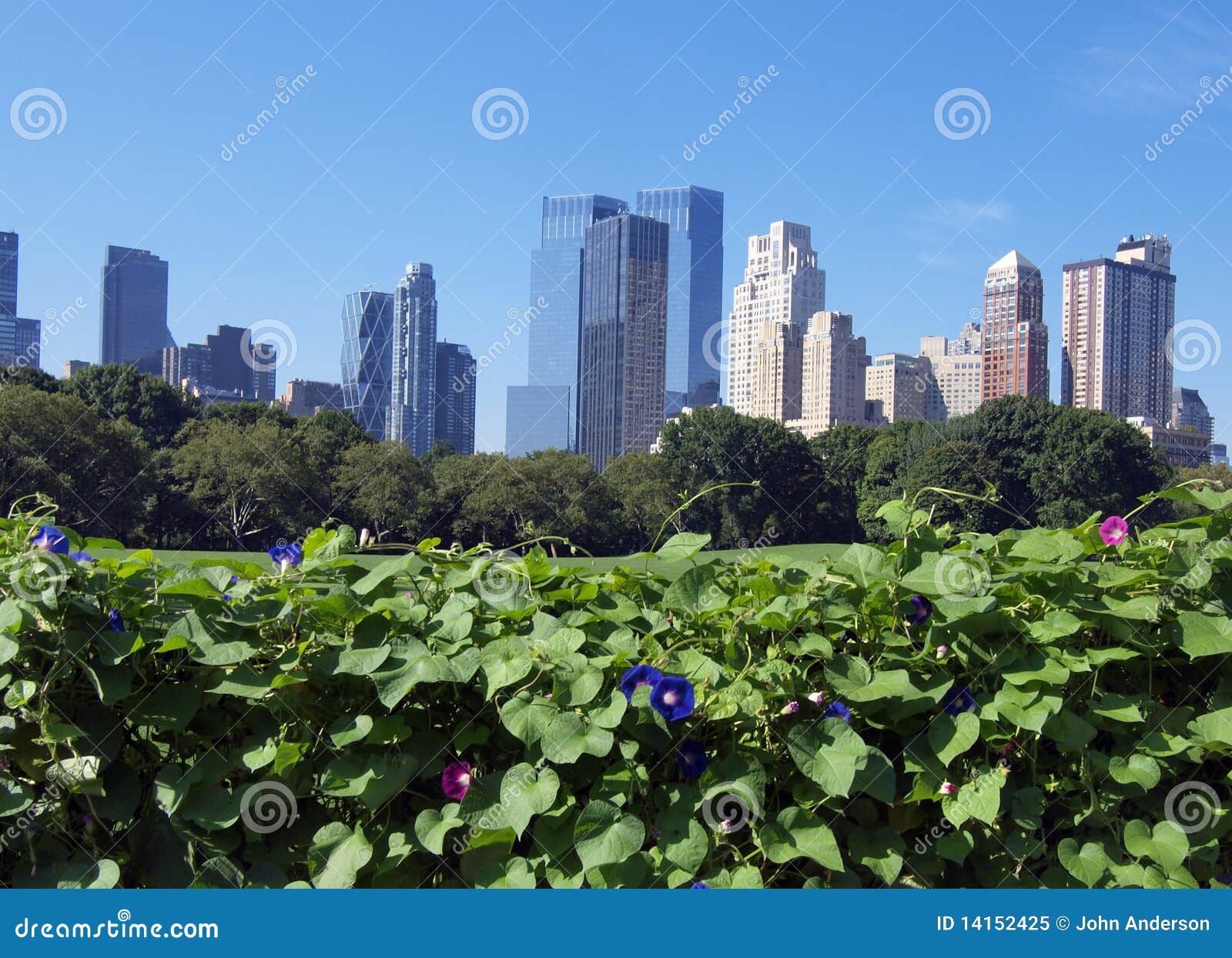 Central Park en verano. Madrugada en Central Park, New York City