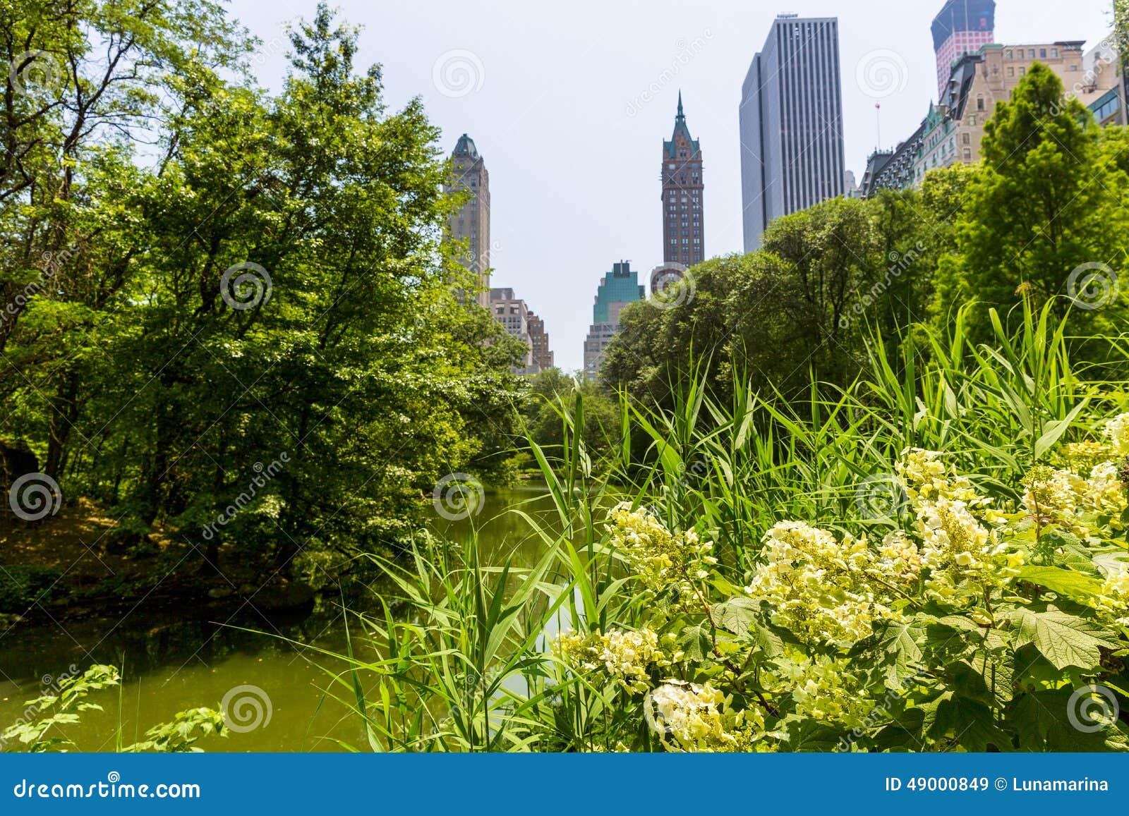 Central Park Flowers Manhattan New York Stock Image - Image of sunny ...