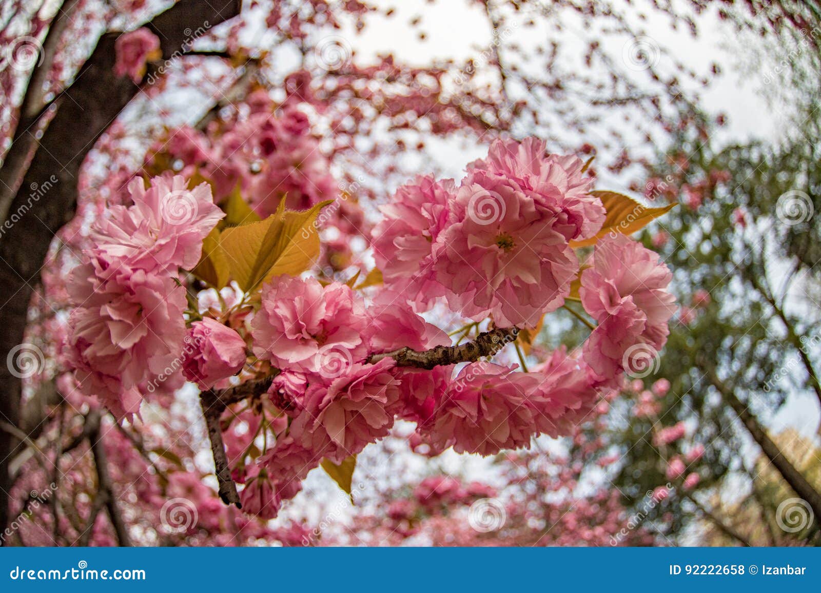 Central Park New York Cherry Blossom Stock Photo Image of york, pink