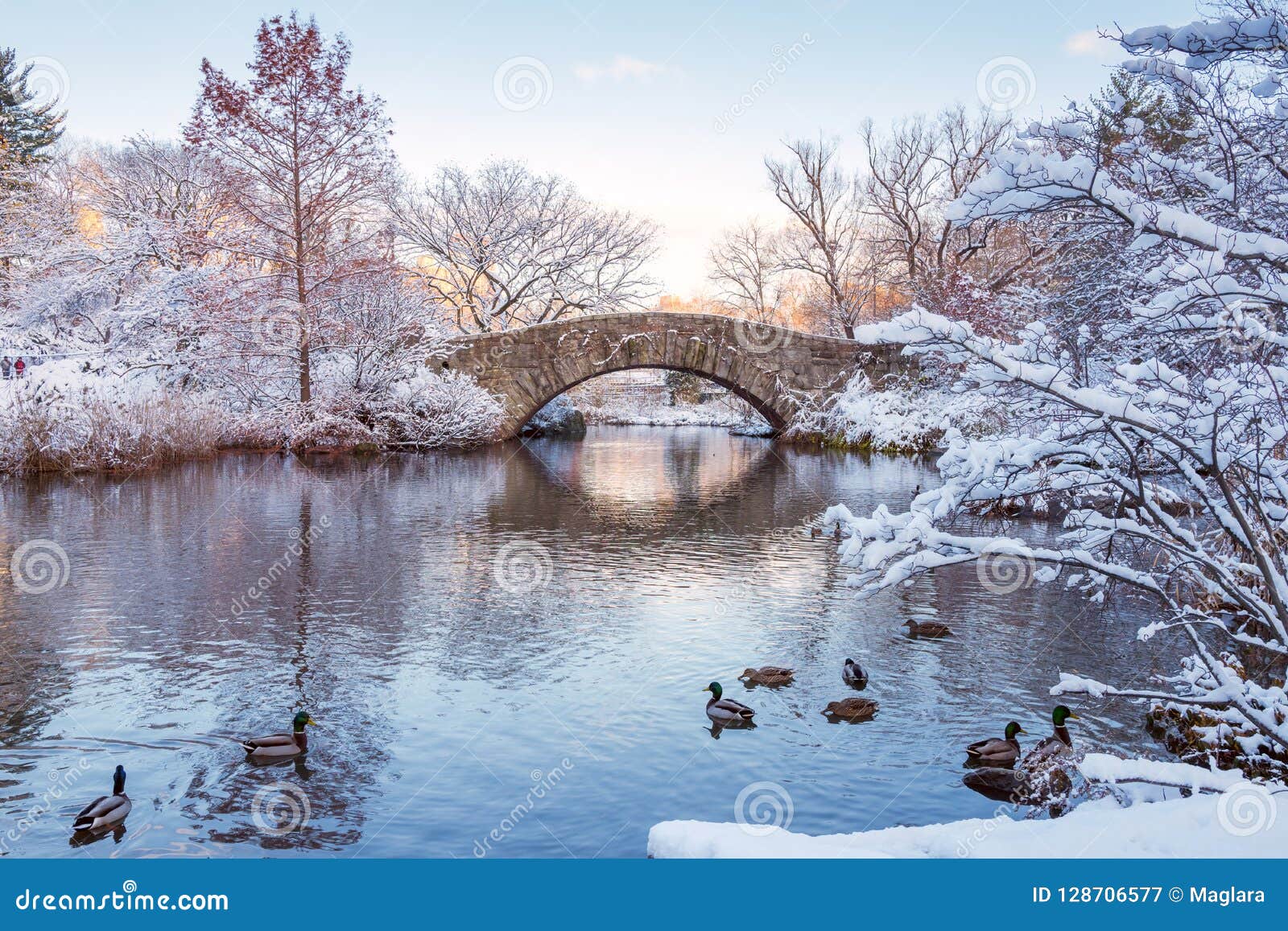 central park. new york. usa in winter covered with snow