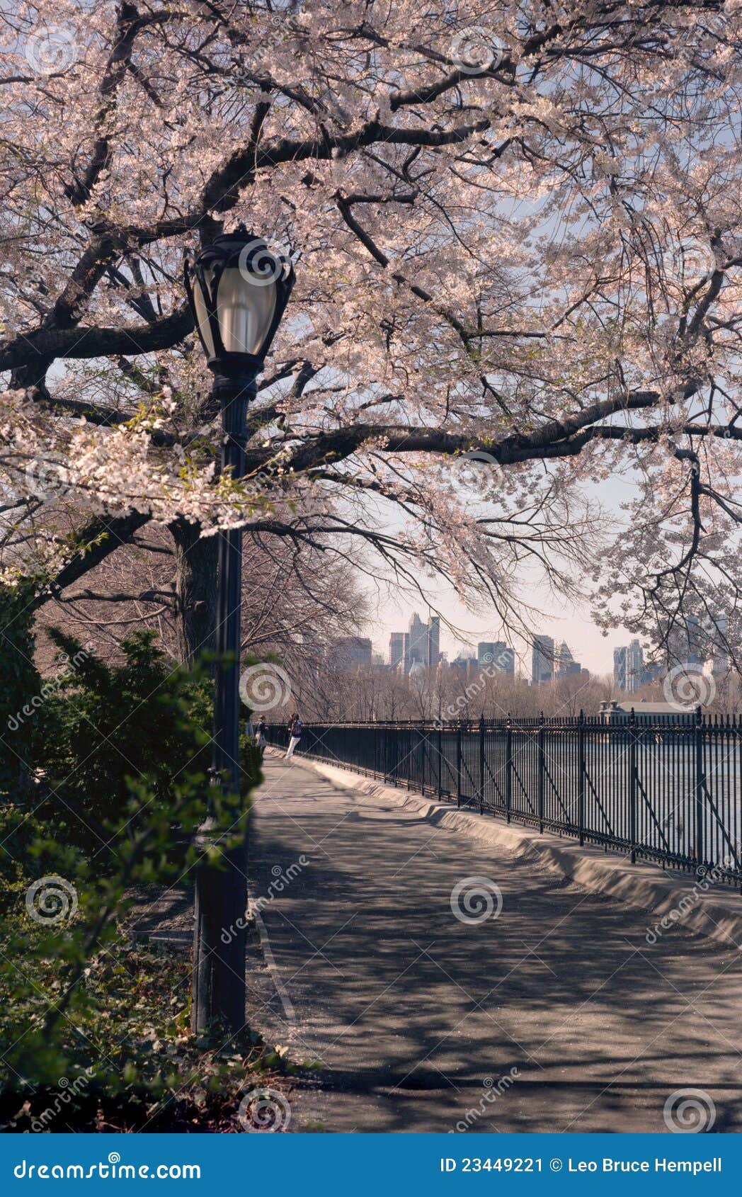 Central Park Spring Cherry Blossoms , NYC USA Stock Image Image of central, york 23449221
