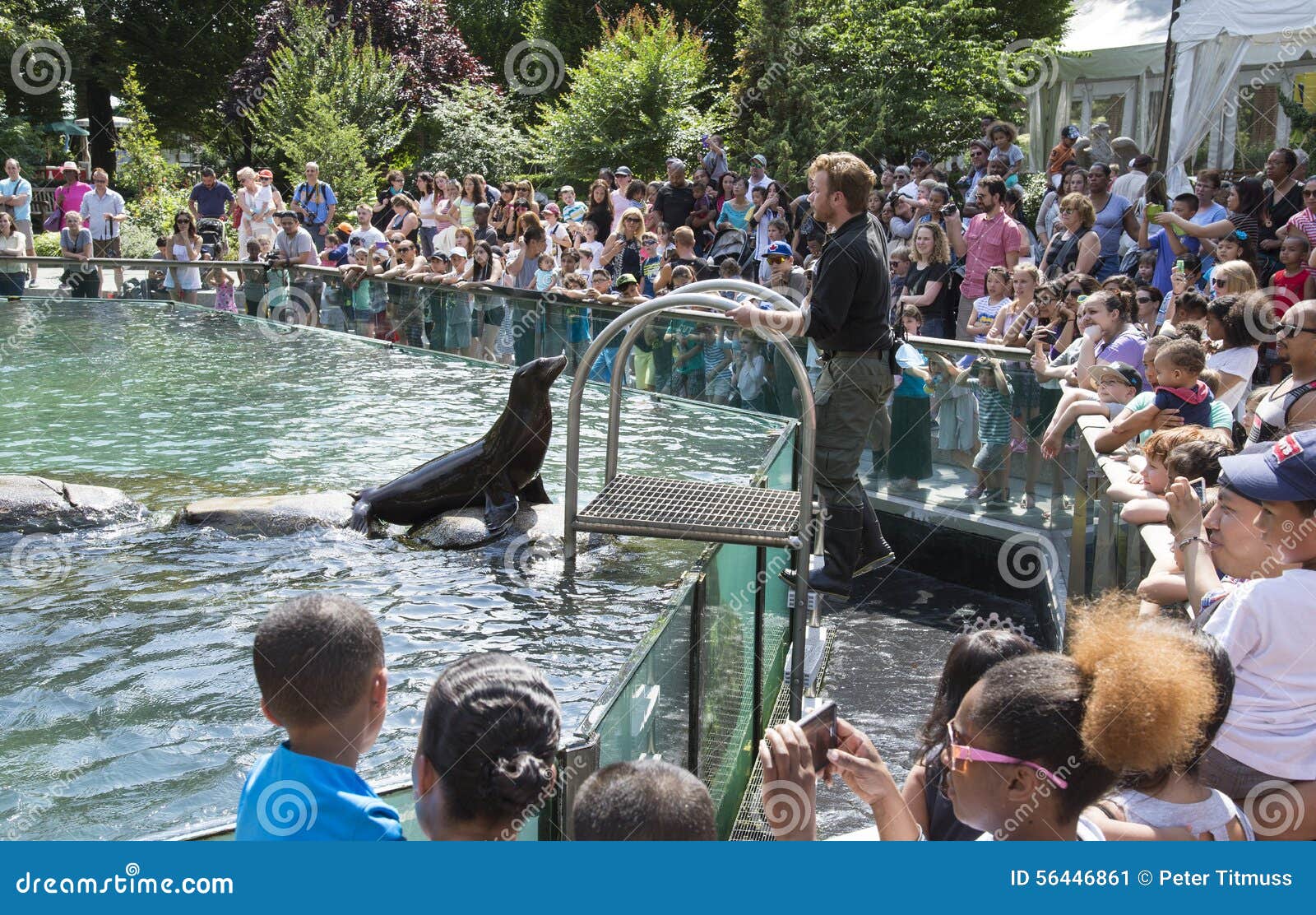 Central Park Zoo New York USA Editorial Photo - Image of playing, lions ...