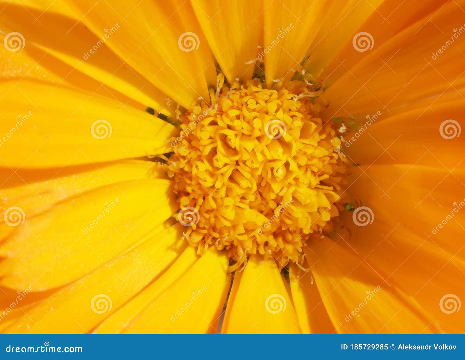 The Central Part of the Marigold Flower with Stamens and Pollen Macro Stock Image Image of