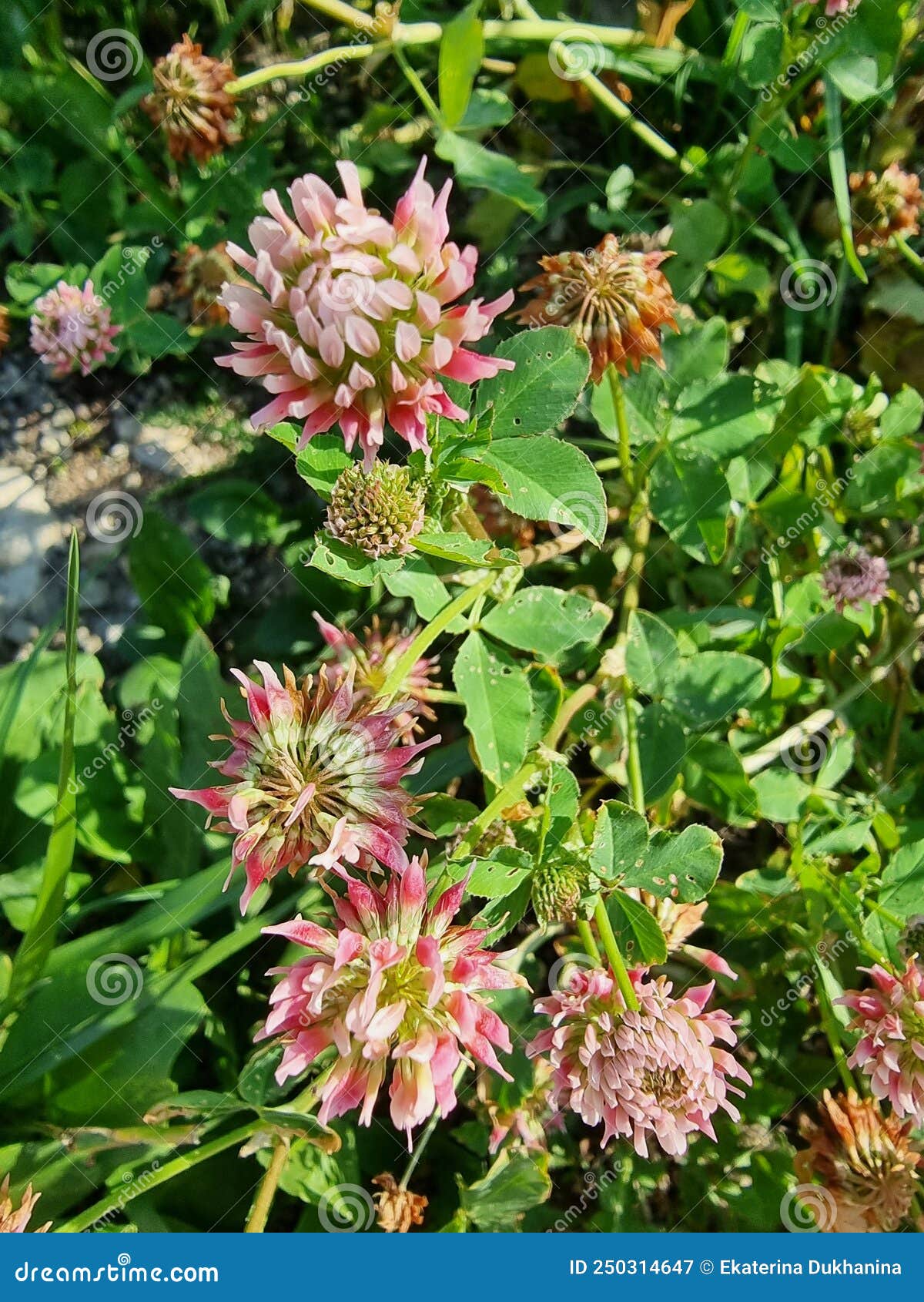 trifolium wormskioldii, clover, flower, meadows and fields