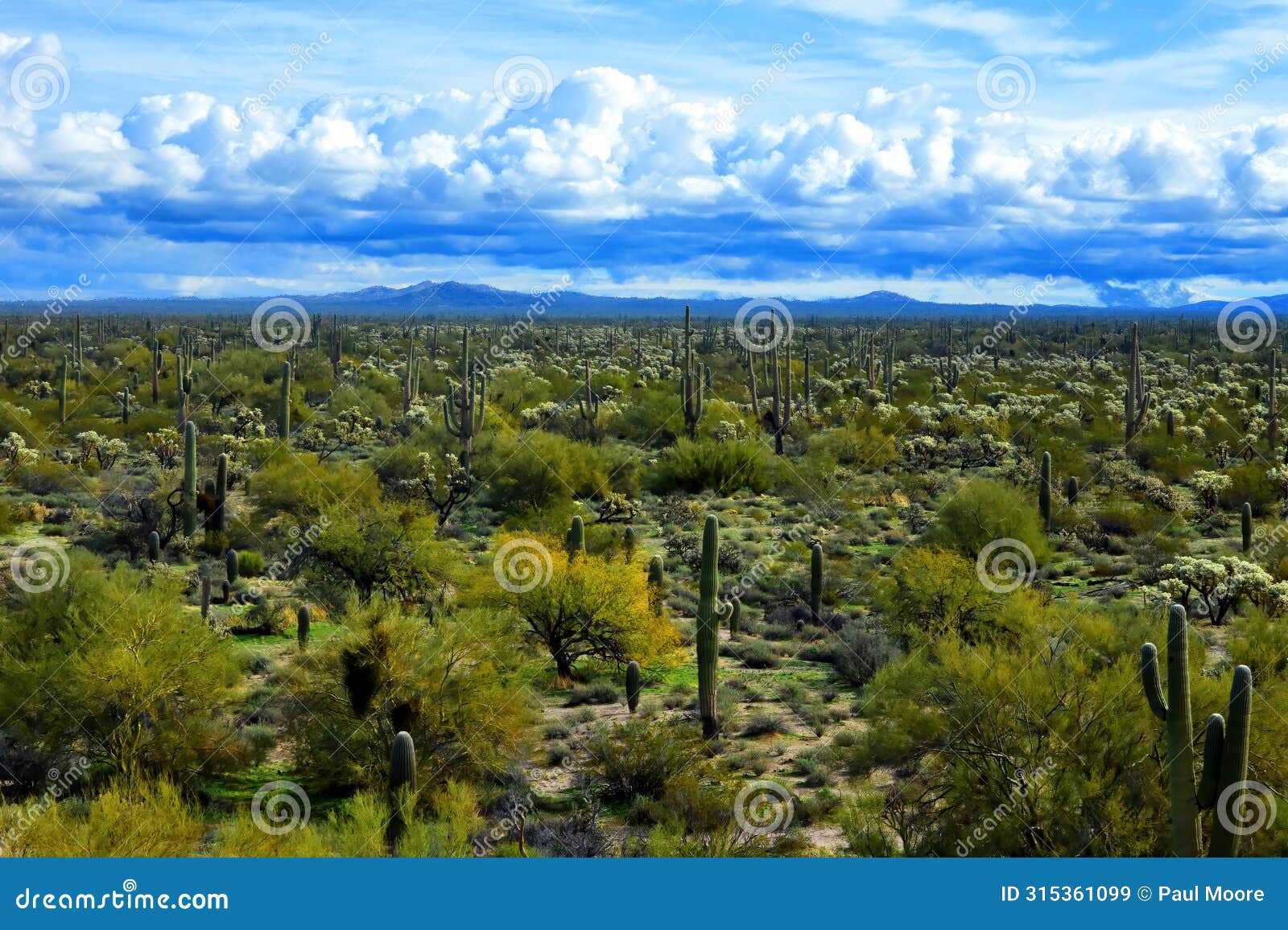 central sonora desert arizona