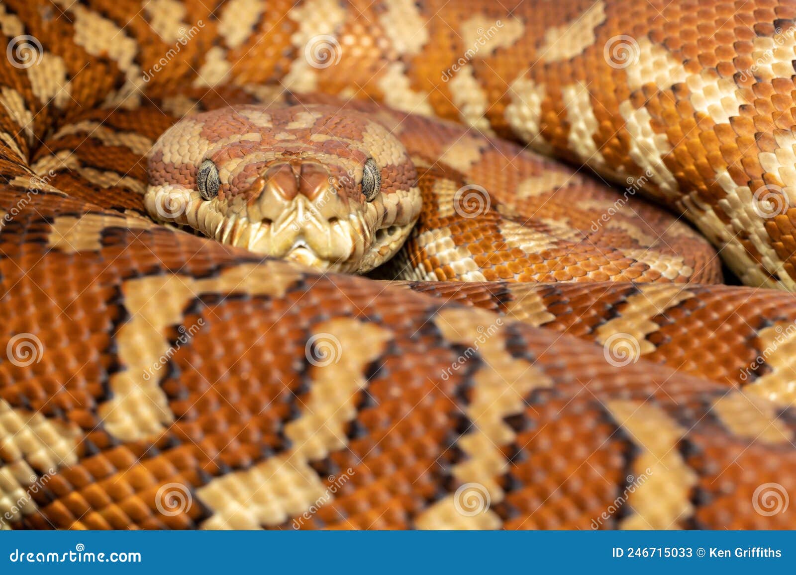 centralian carpet python
