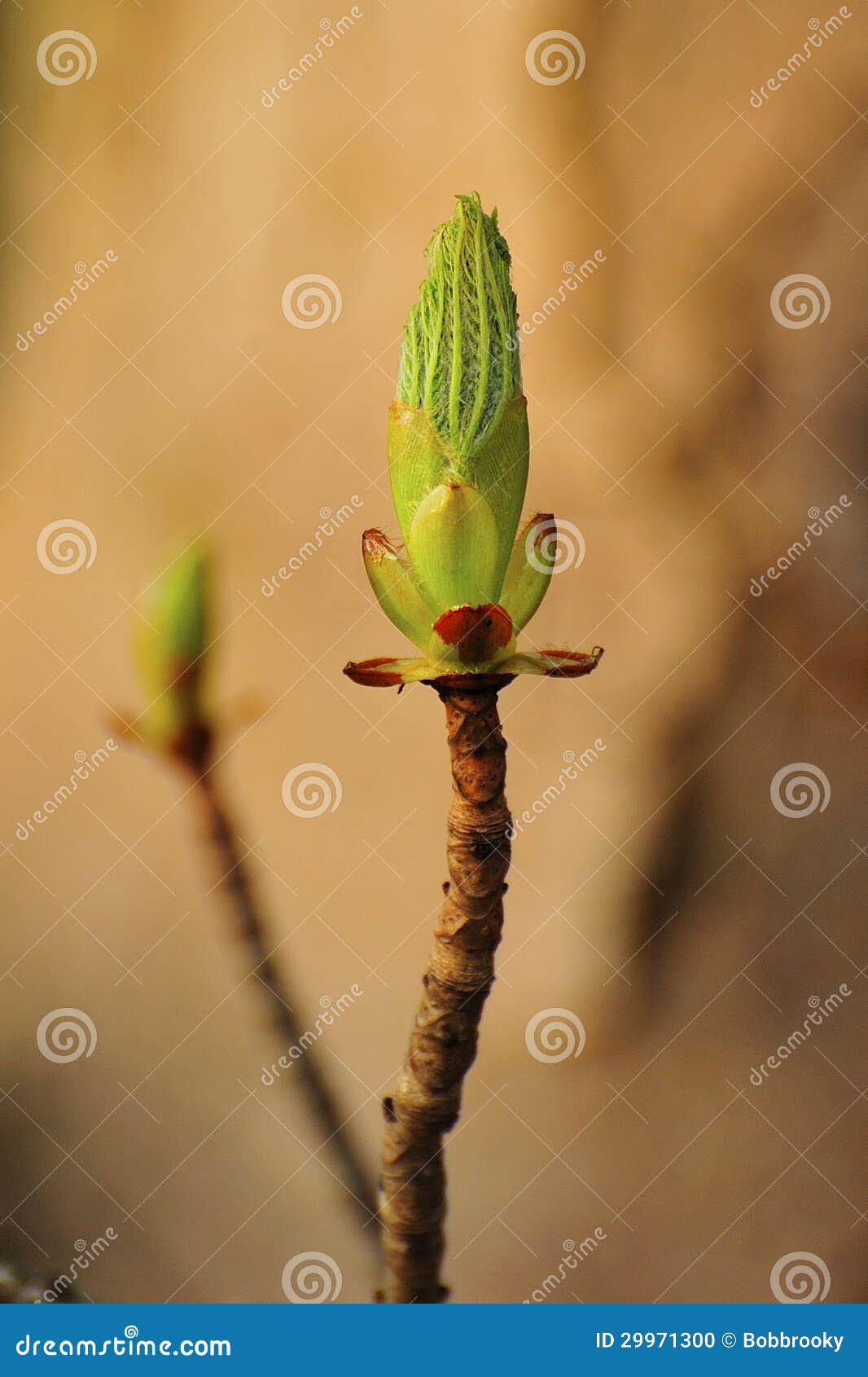 singular bud (acer pseudoplatanus)