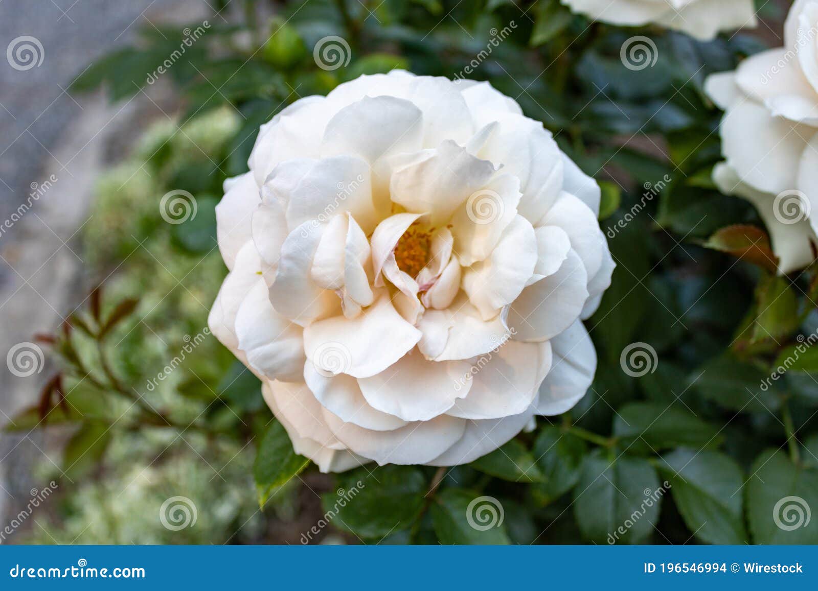 Photos de Fleur Touffue Rose - Photos de stock gratuites et libres de  droits de Dreamstime