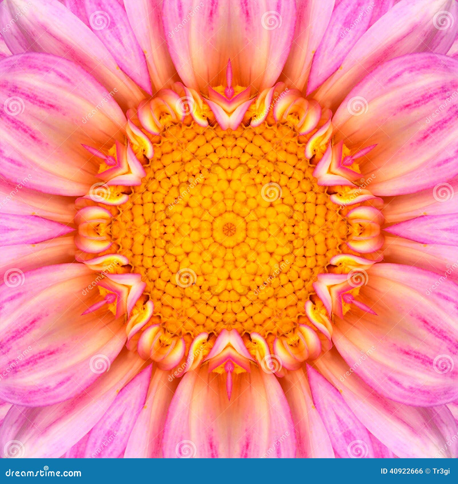 Centro concéntrico rosado Mandala Kaleidoscope de la flor. Rosa, Dahlia Flower concéntrica púrpura con el centro amarillo Diseño de Mandala Kaleidoscopic