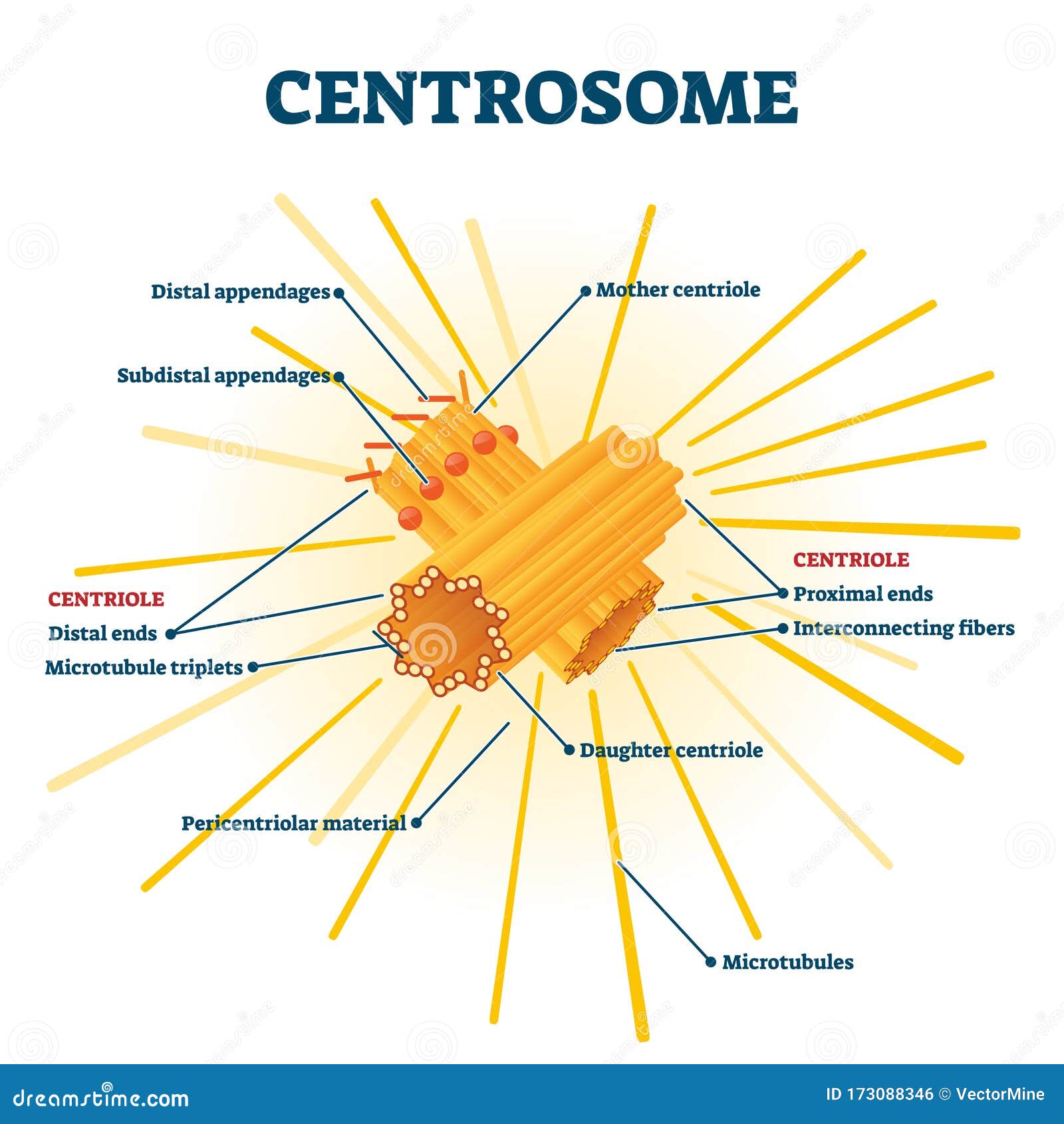 Centrioles Structure centrioles-structure