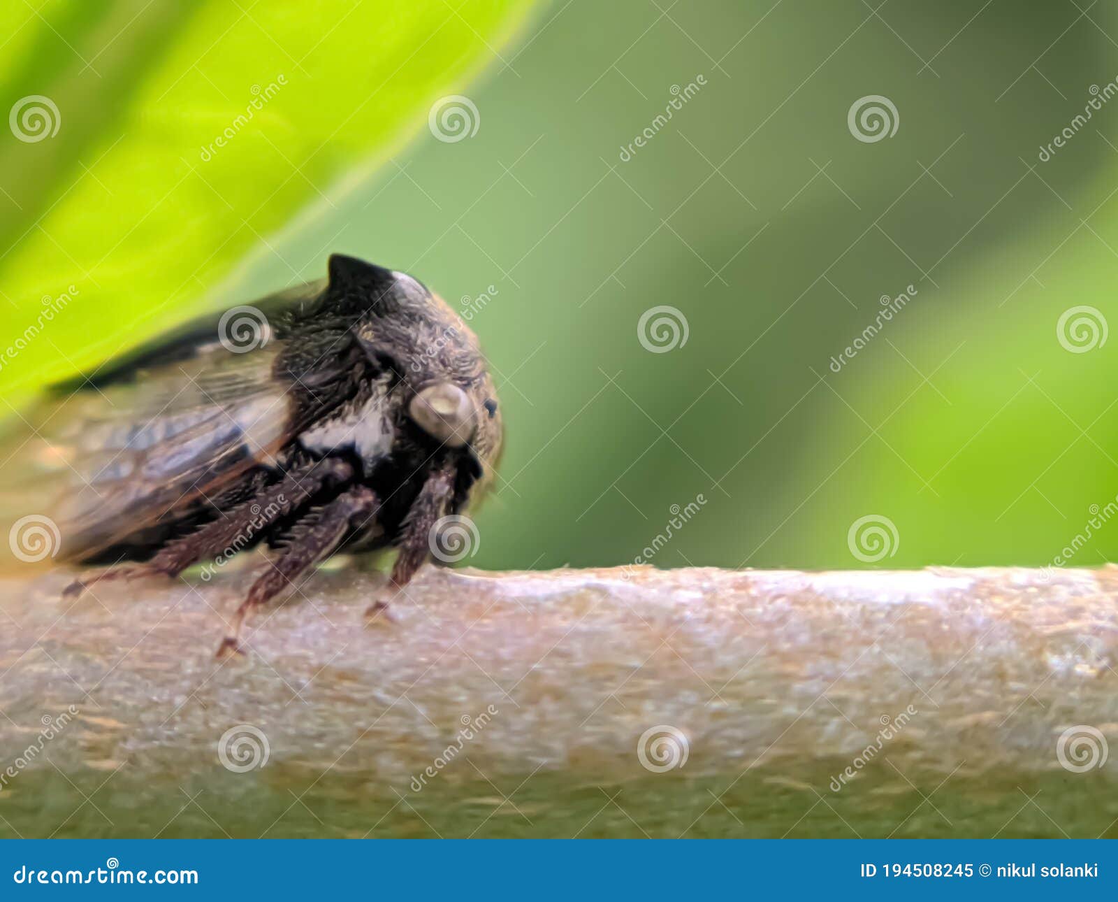 centrotus cornutus is a species of & x22;treehoppers& x22; belonging to the family membracidae. macro,micro image
