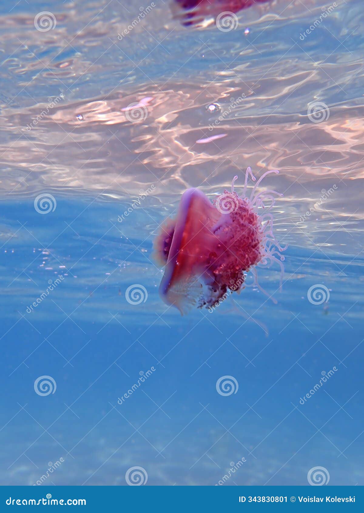 cephea cephea, also known as the crown jellyfish, or cauliflower jellyfish