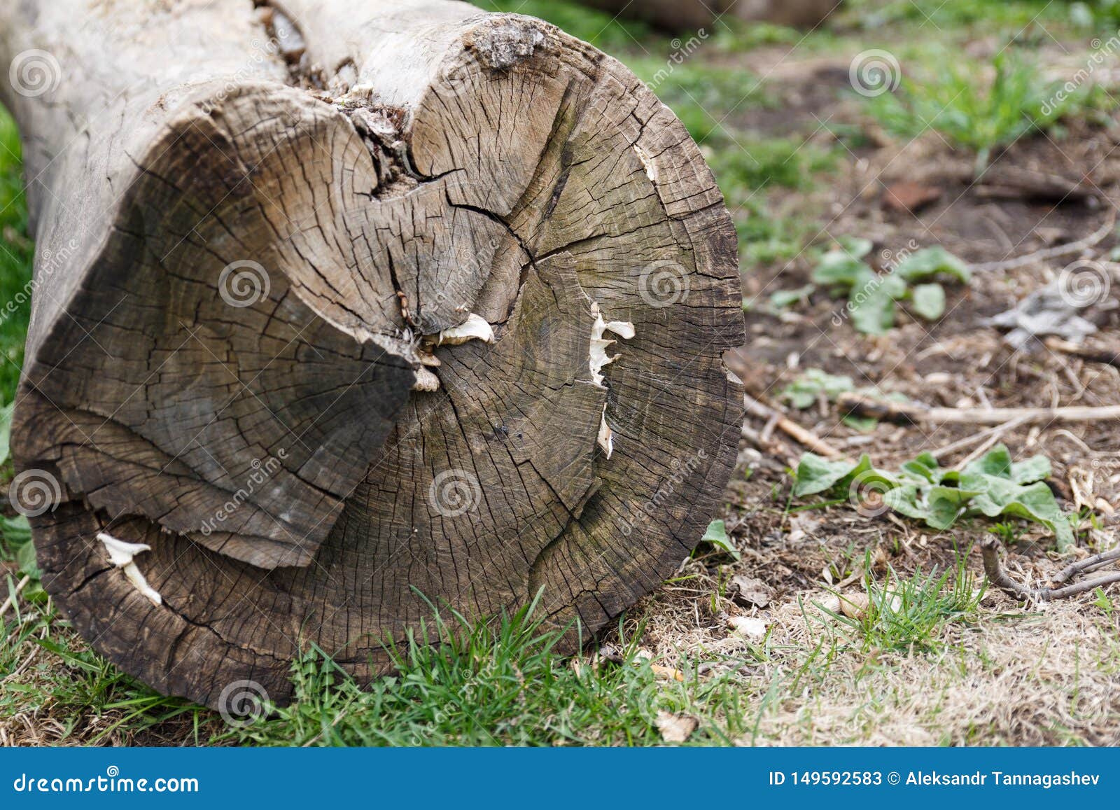 Ceppi da un vecchio albero Tagli un vecchio albero sulla terra disboscamento. Vecchi ceppo e ceppo di legno fra erba verde in foresta