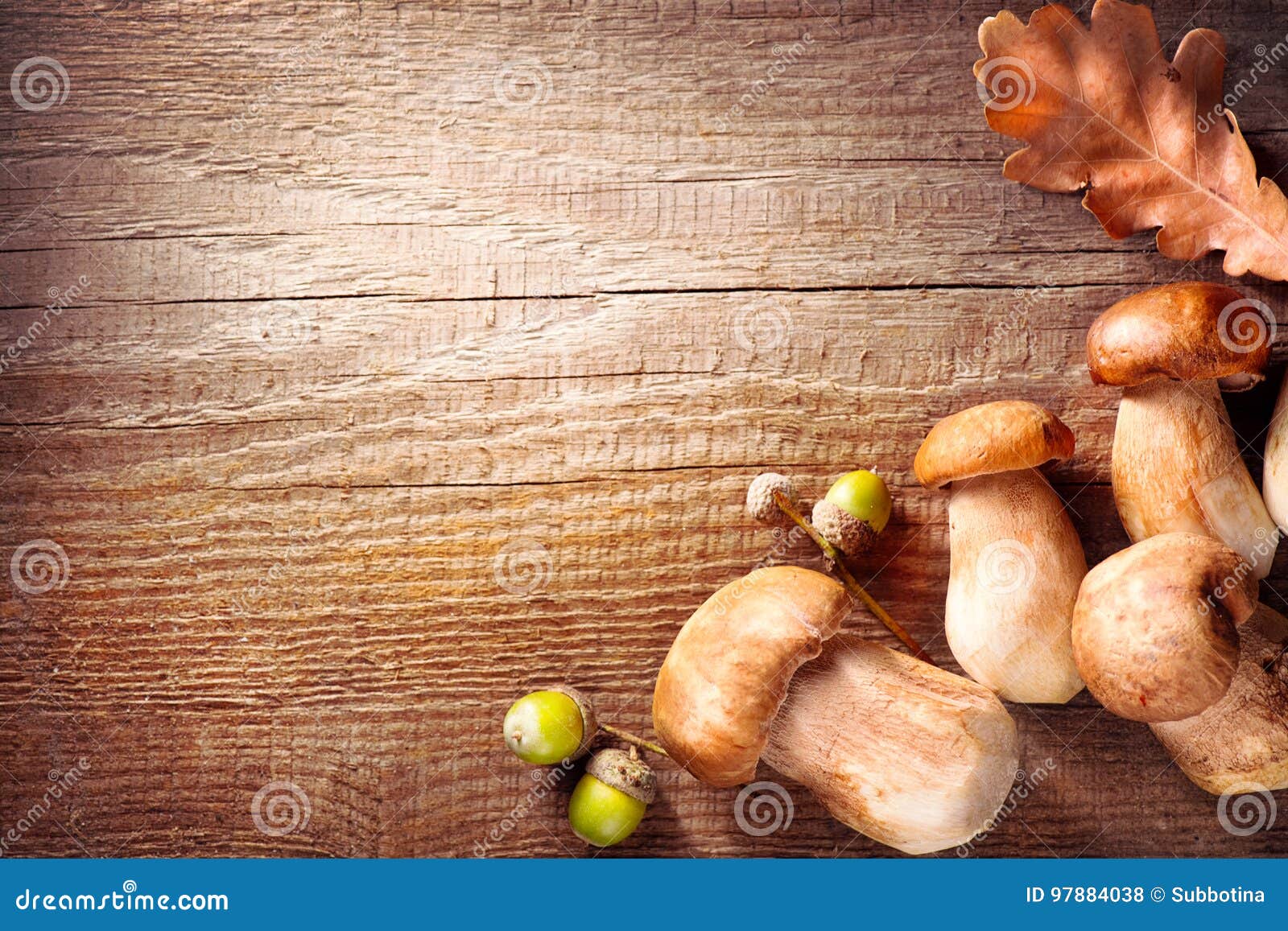 ceps mushroom. boletus on wooden rustic table
