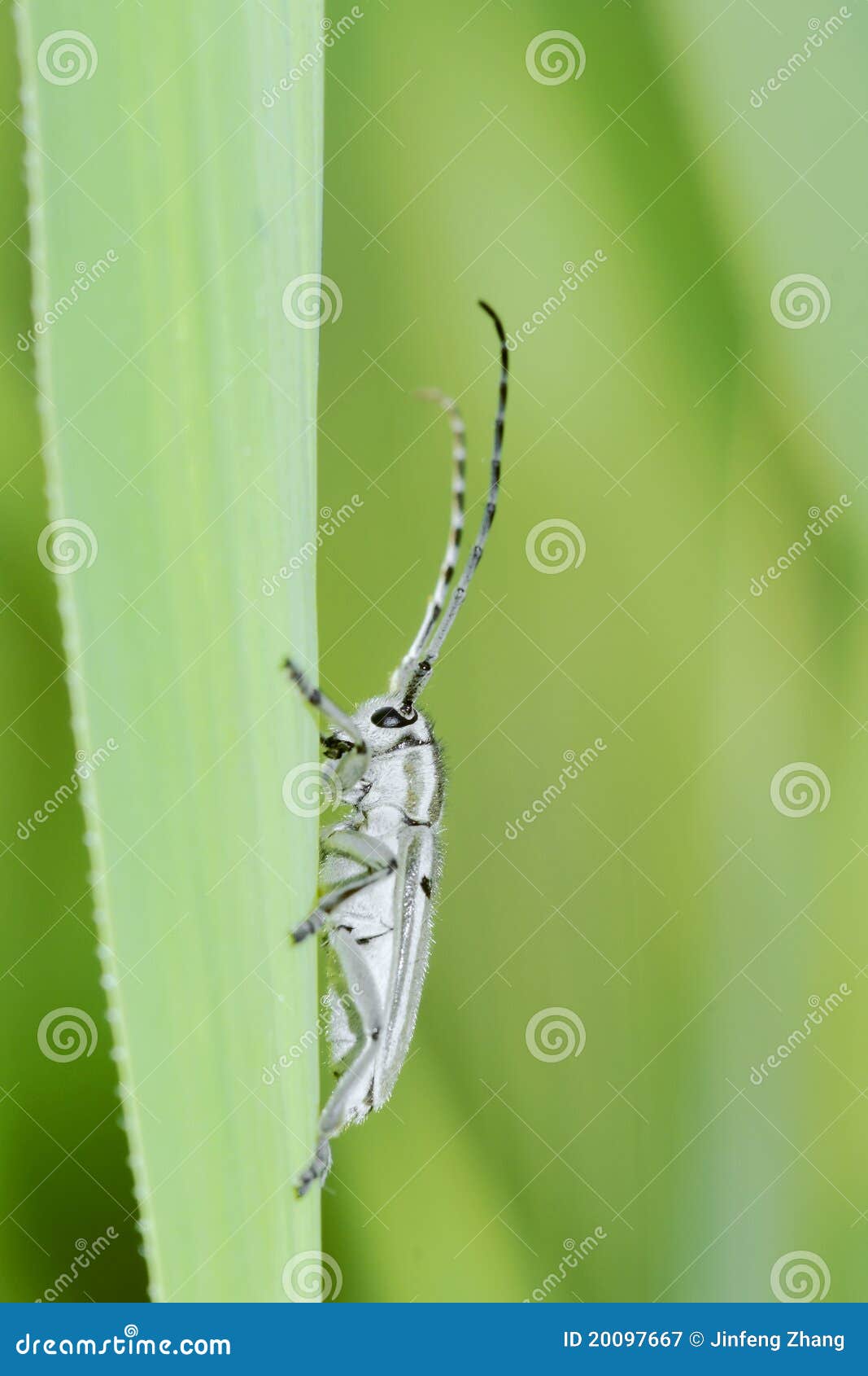 Cerambycidae image stock. Image du sauvage, anomalies 20097667