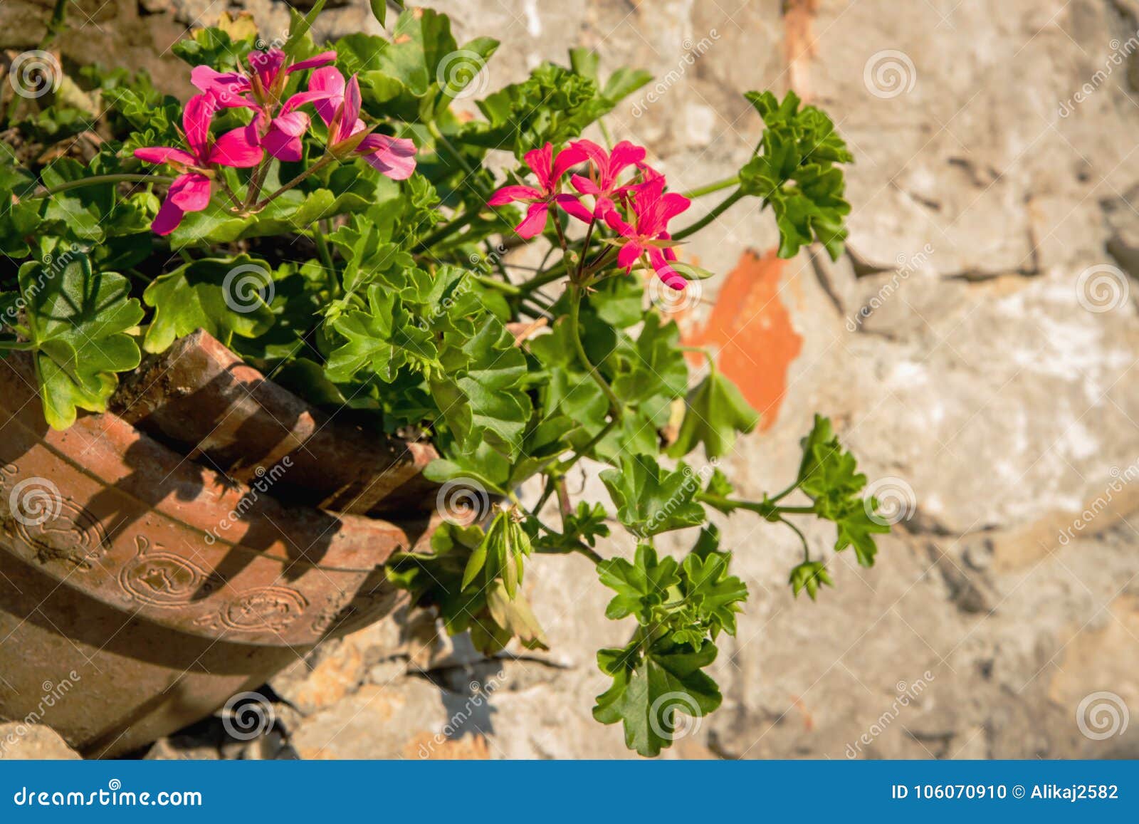 Ceramic Vase with Geraniums in a Stone Wall Stock Photo Image of