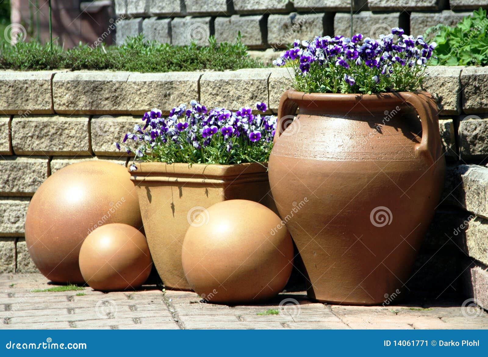 ceramics pot with pansy viola plants